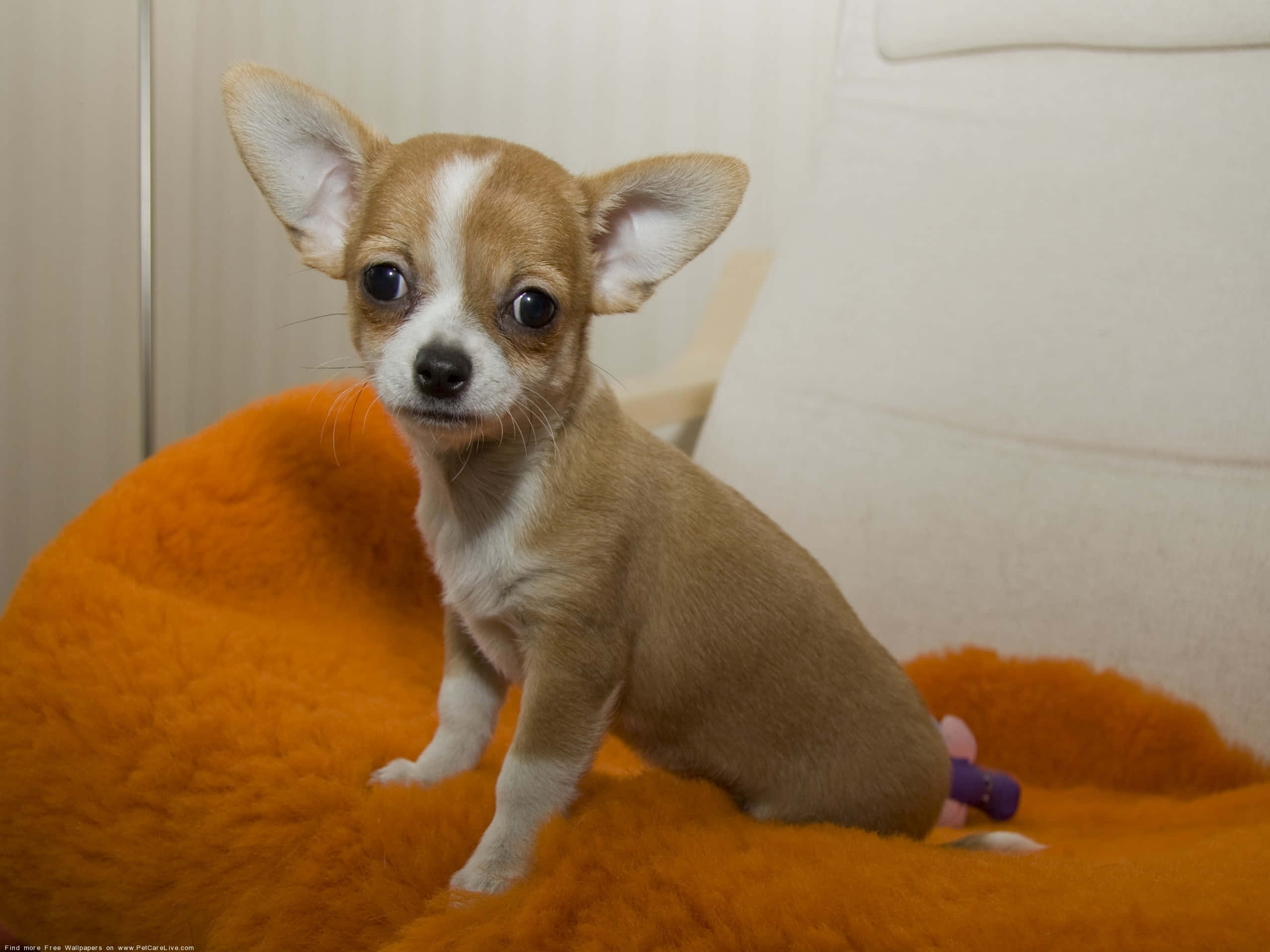 Rolig og sød brun chihuahua hund Wallpapers