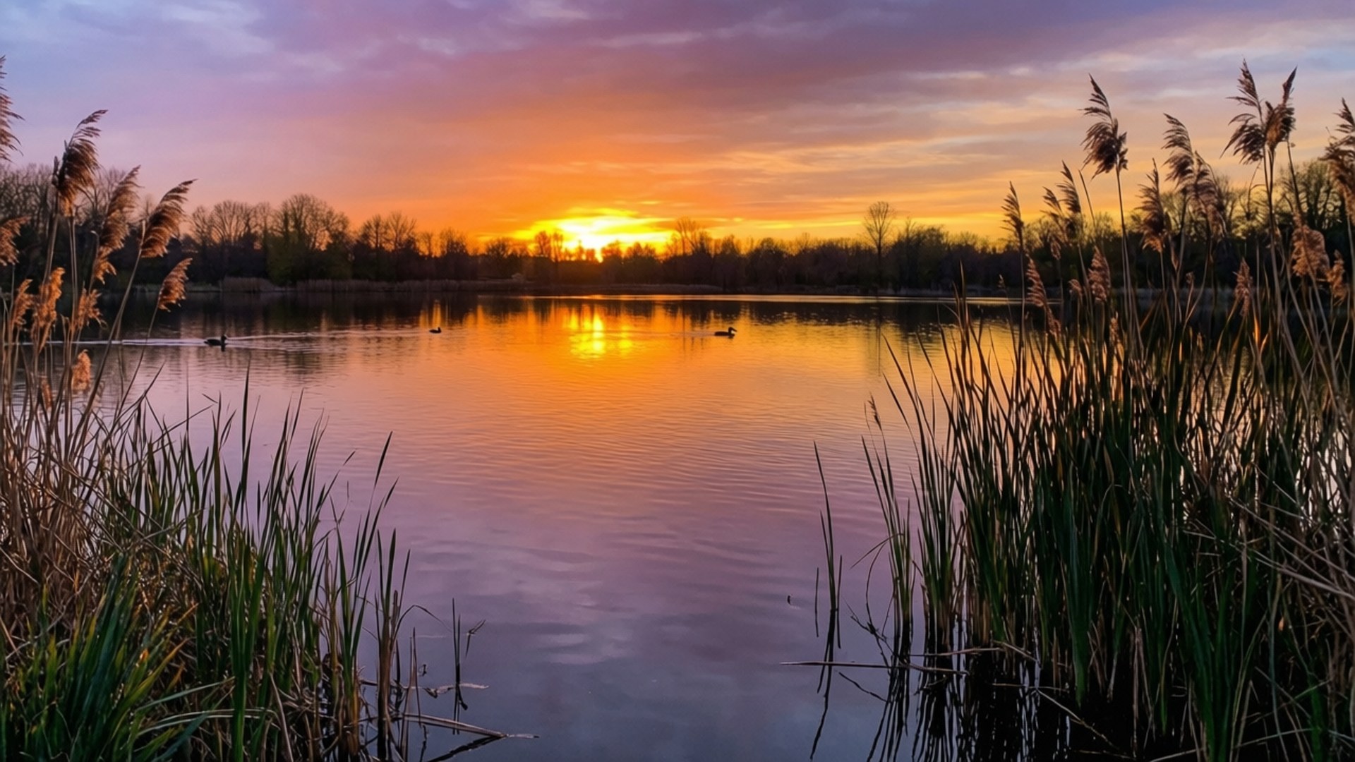 Rolig søsolnedgang Wallpapers