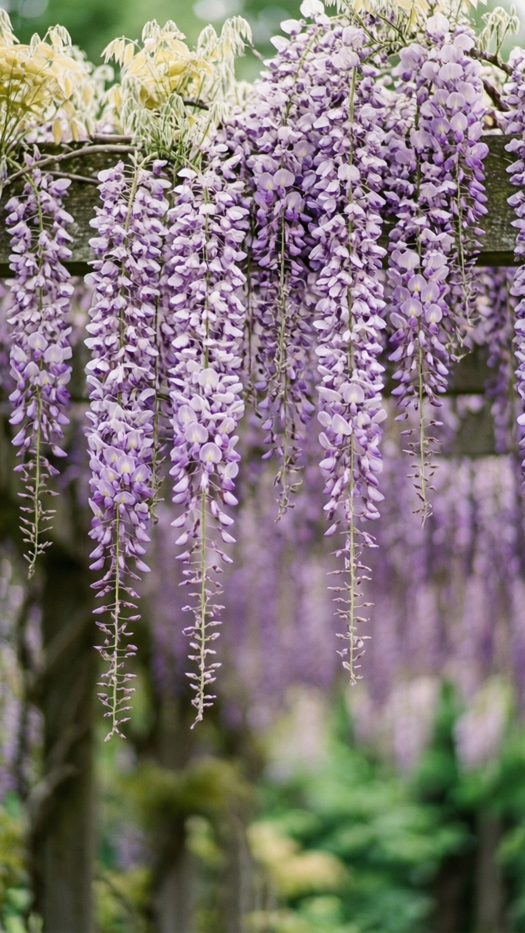 Romantisk Wisteria-kaskade Wallpapers