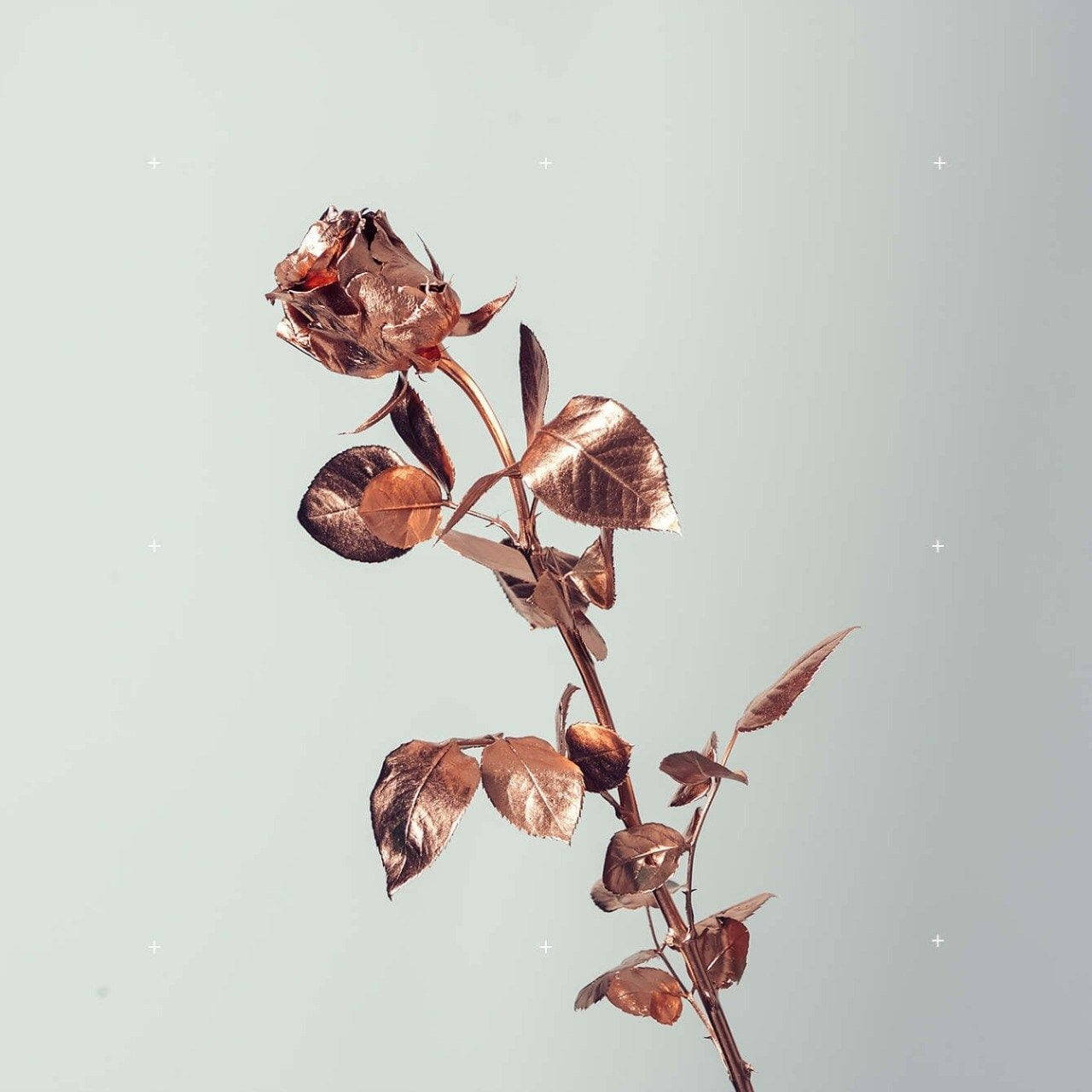 Rosaguld Tumblr roser på hvid Wallpapers
