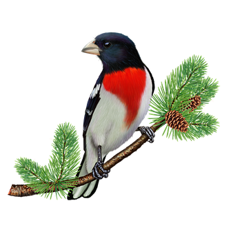 Rose Breasted Grosbeak på fyrregren Wallpapers