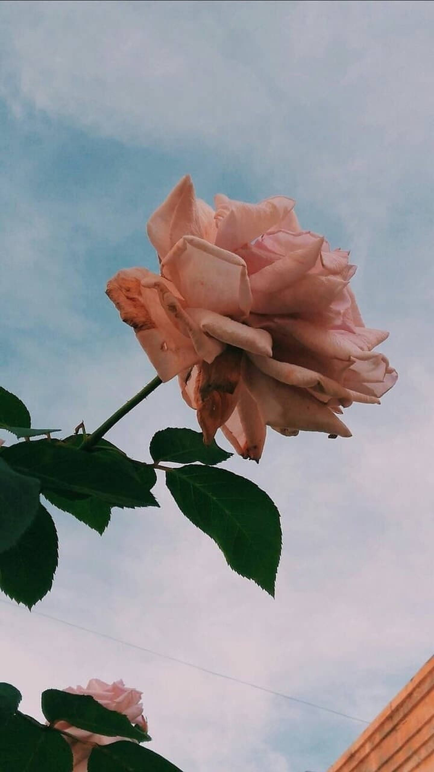 Rose Gold æstetisk fotografi Wallpapers