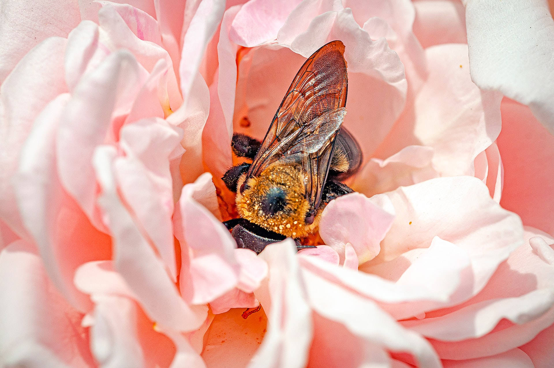 Rose Gold Æstetisk Humlebi Wallpapers