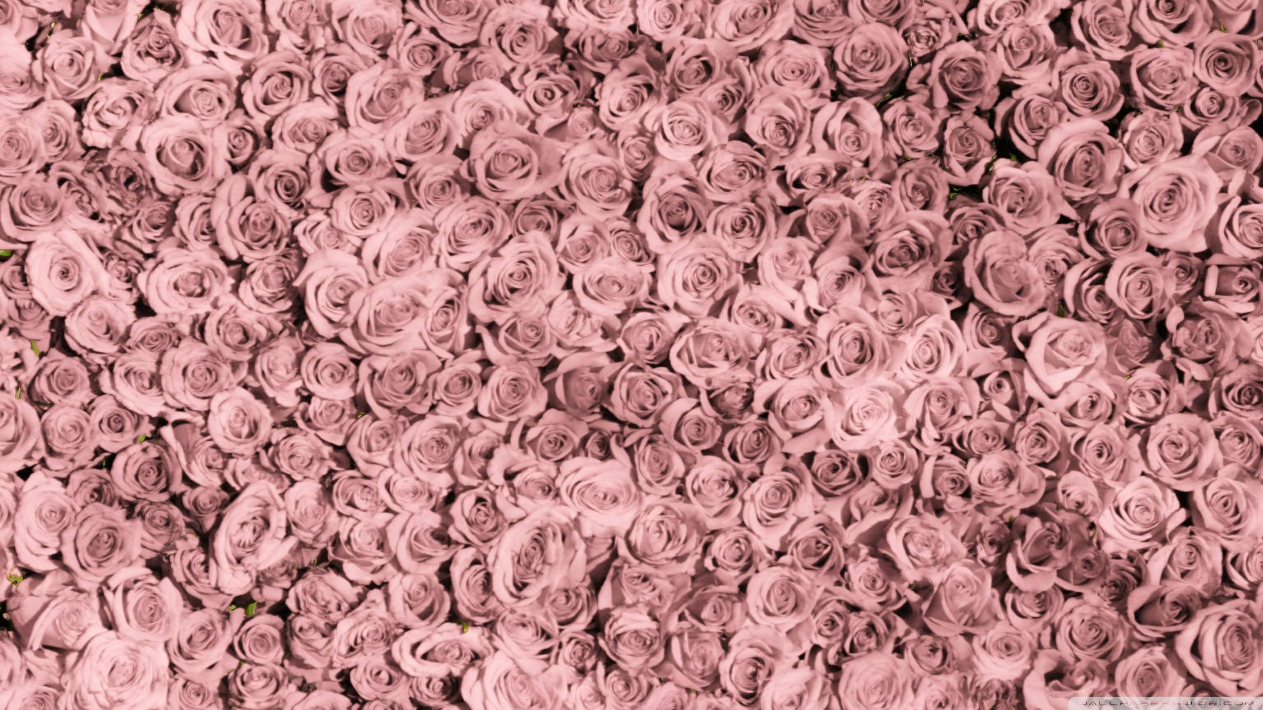 Rose Gold æstetisk skrivebordsdesign Wallpapers