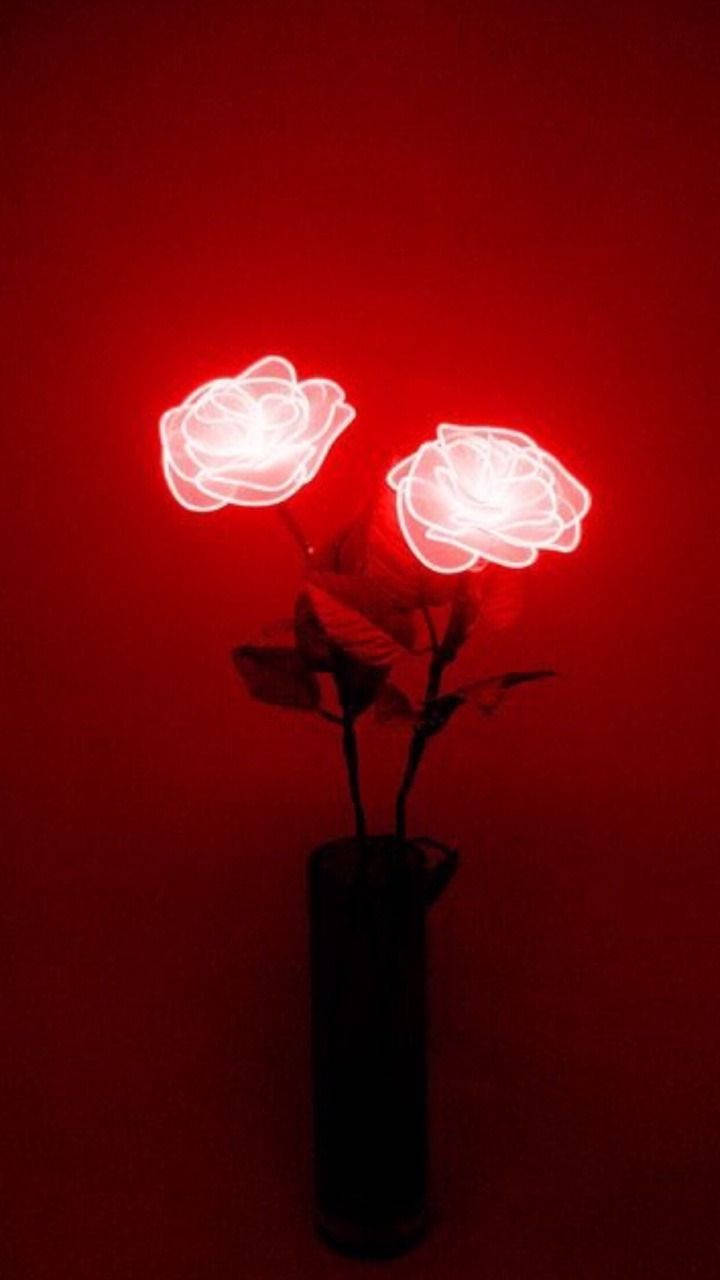 Rose i mørkerød Wallpapers