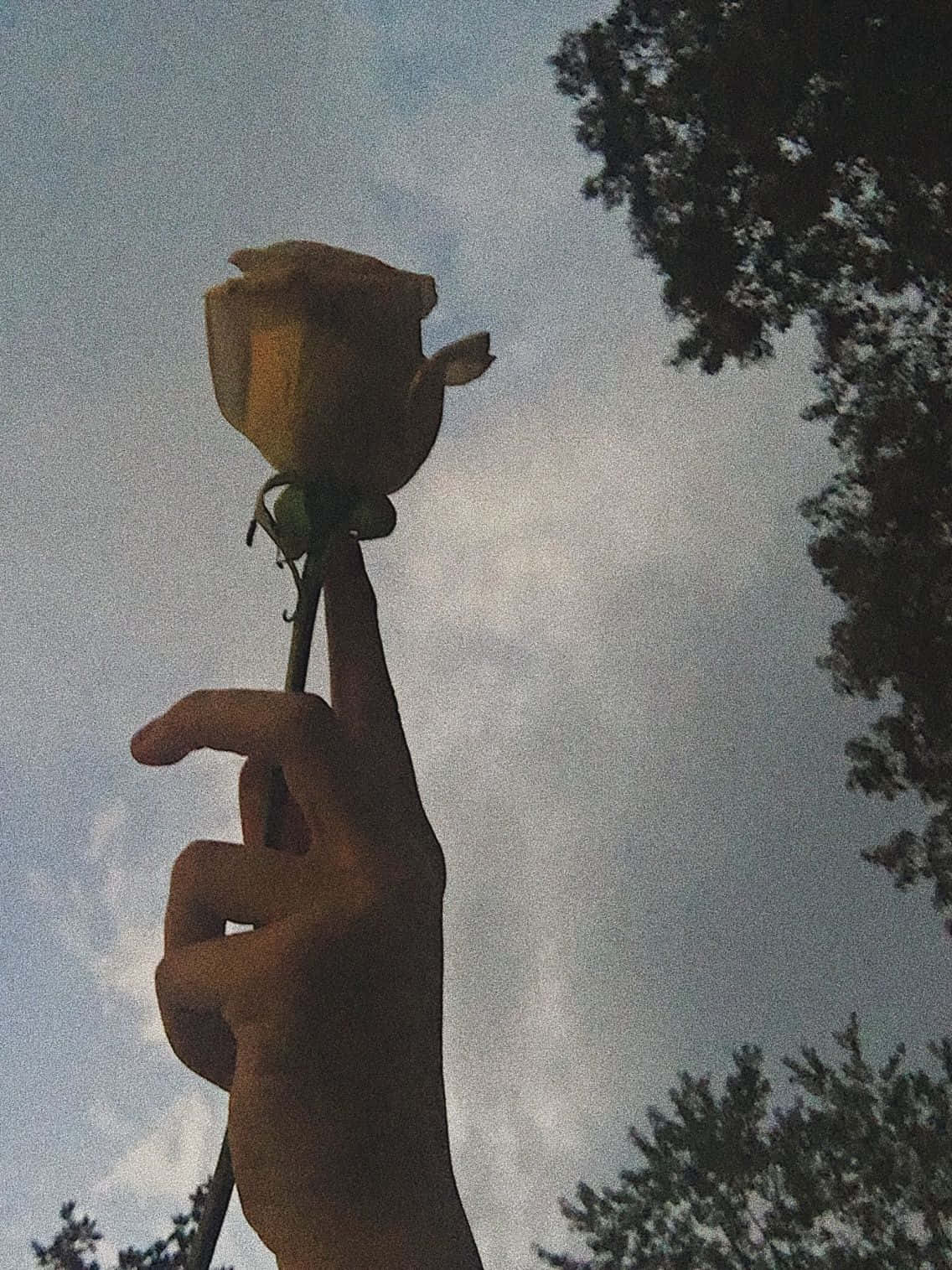 Rose i Vintage Grunge Æstetik Wallpapers