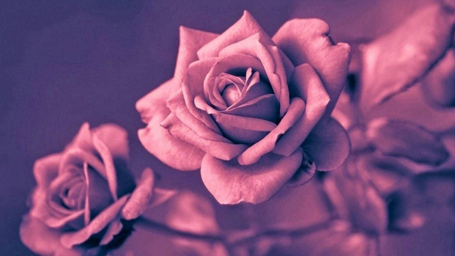 Roséguld æstetisk fotografi Wallpapers
