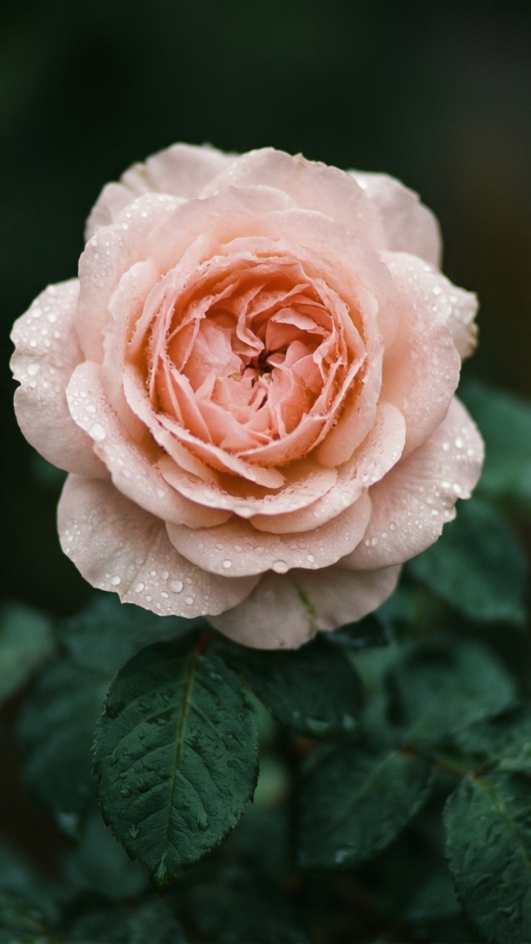 Rosenblad pink Wallpapers
