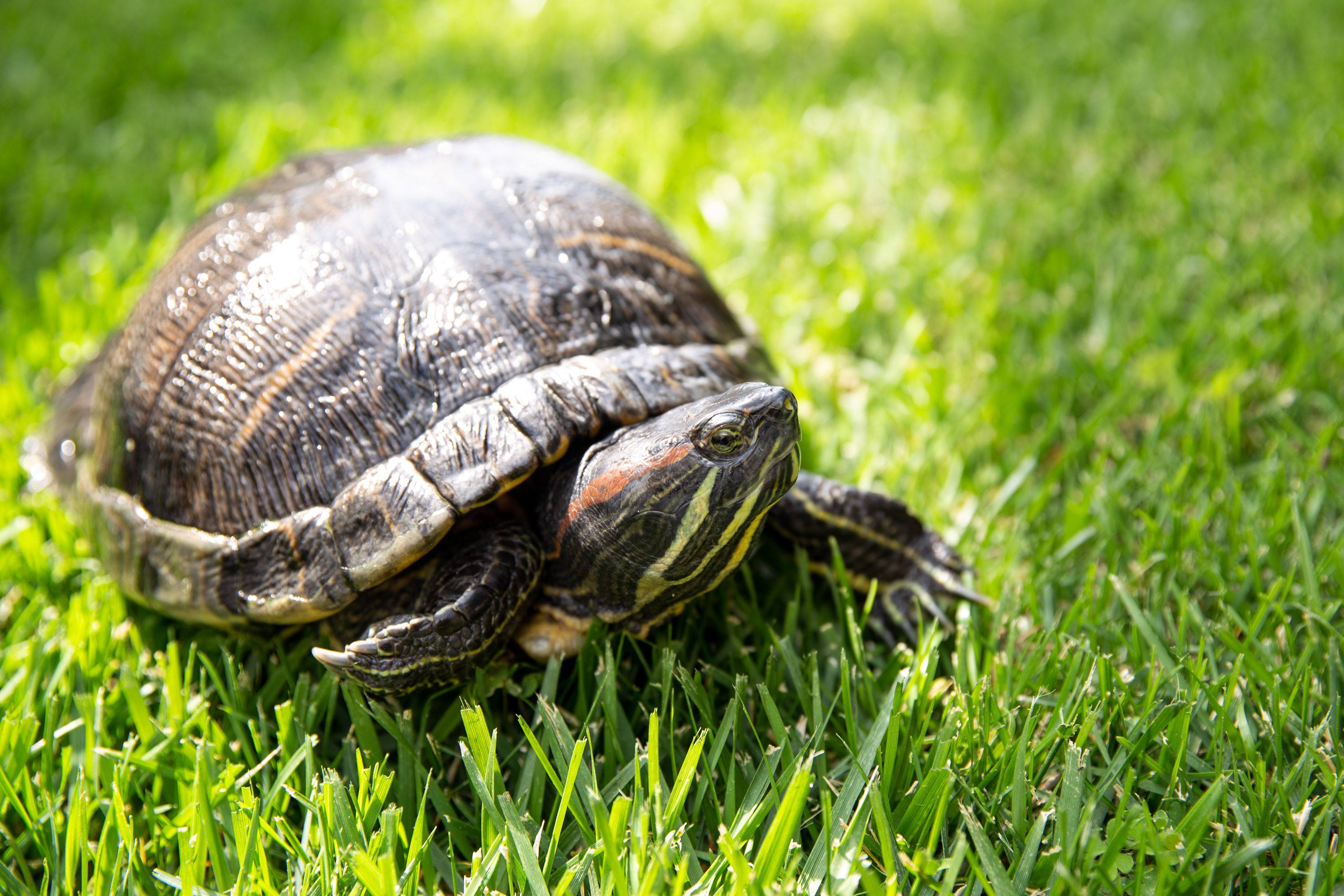 Rund landkortskildpadde vandrer nysgerrigt Wallpapers