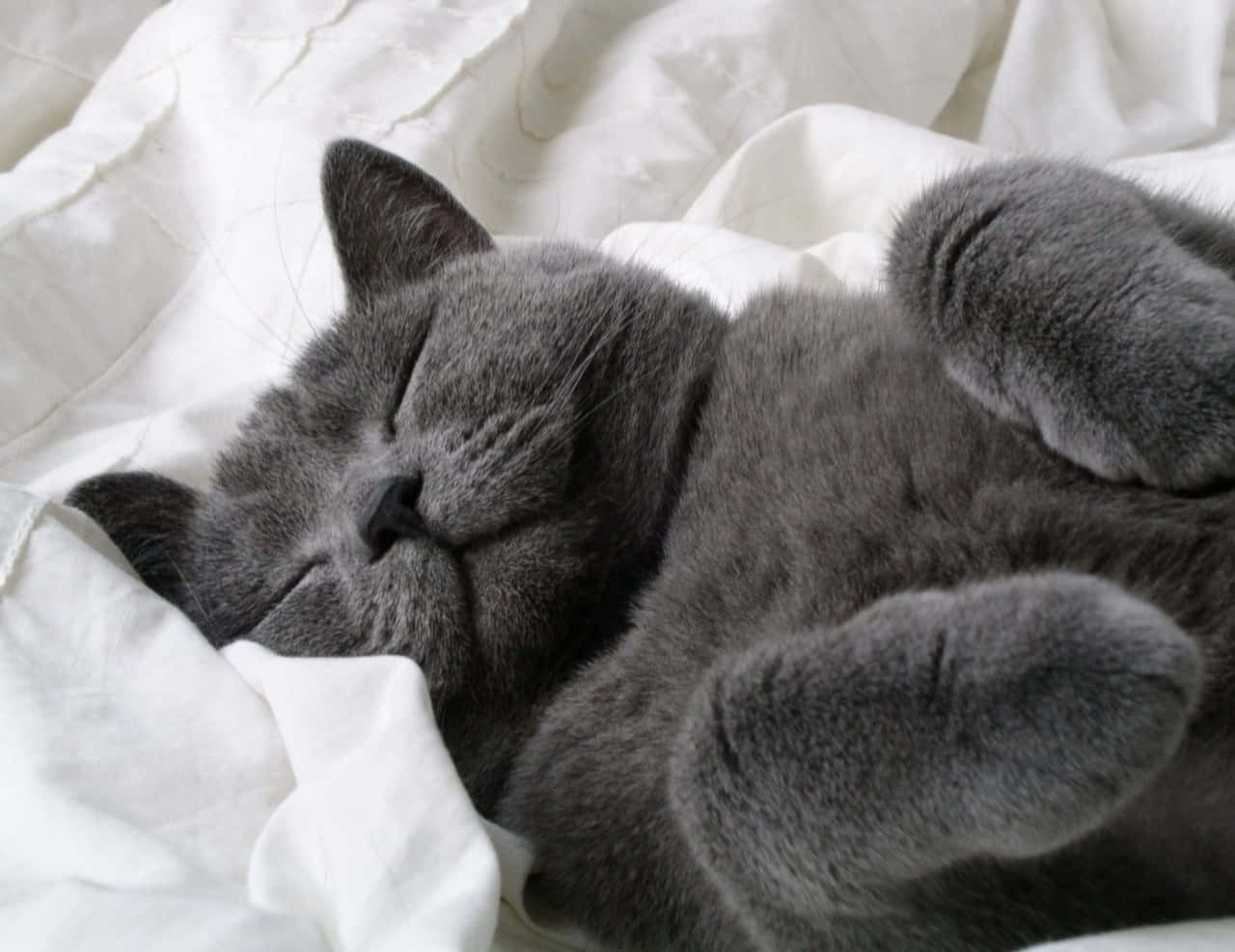 Russisk Blå Sovende Grå Kat Billede Wallpapers