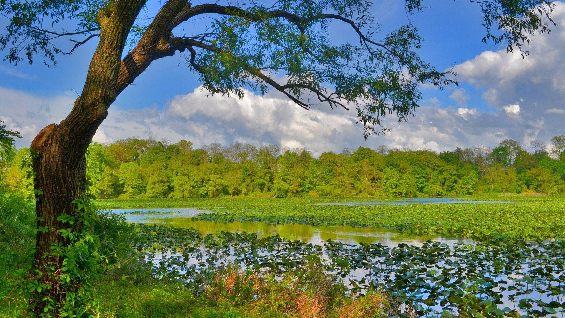 Sø i skoven natur Wallpapers