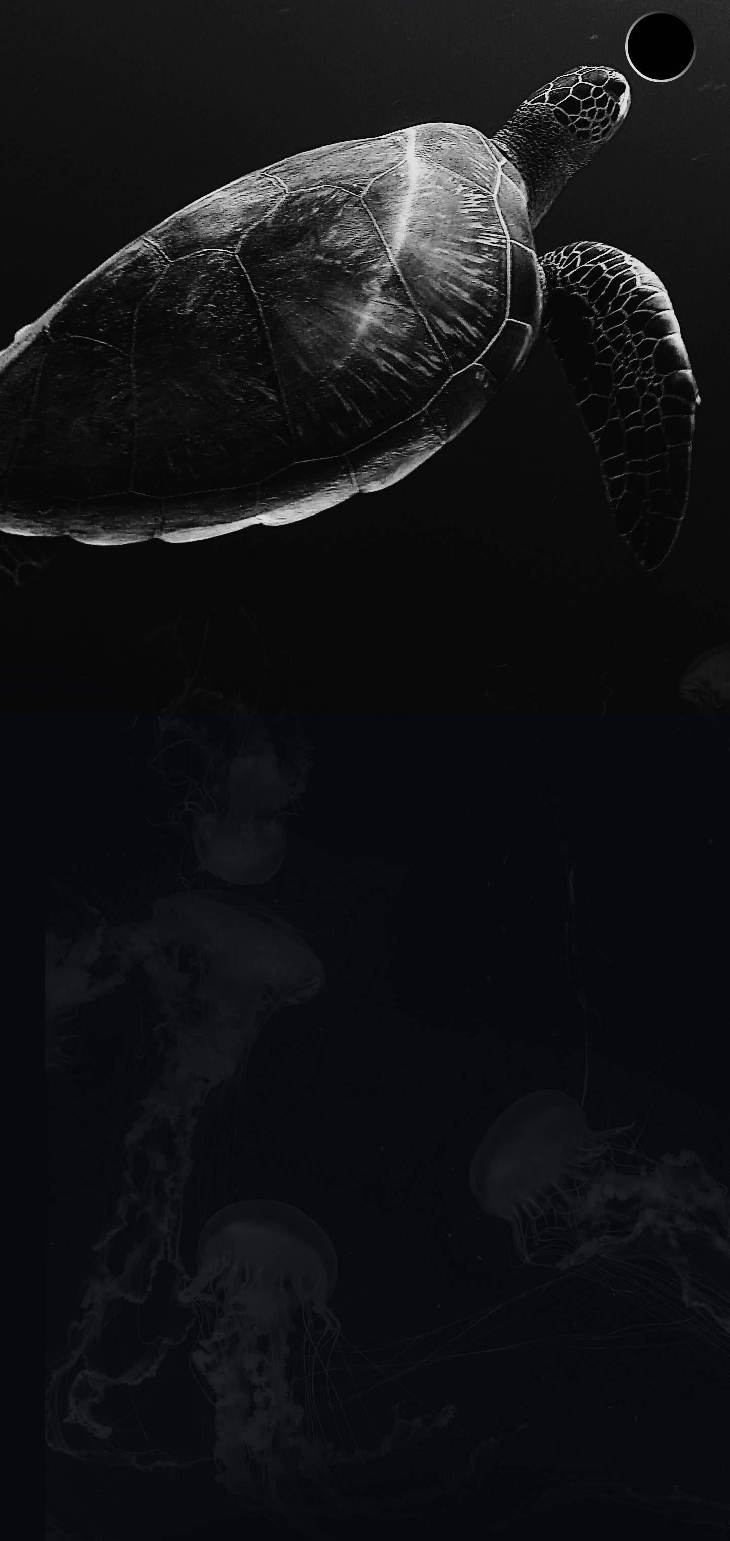 S10+ Mørk skildpadde Wallpapers