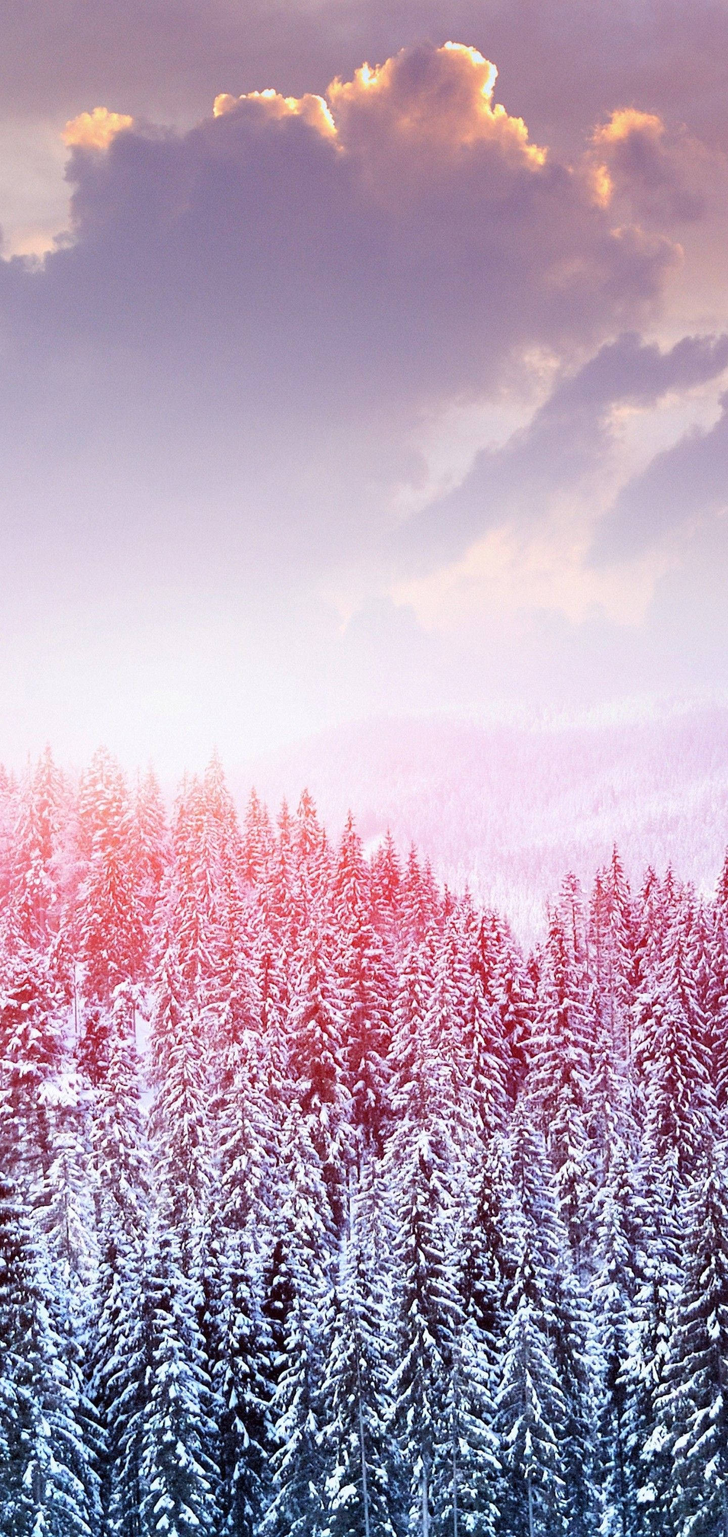S10 vinter sne træer Wallpapers