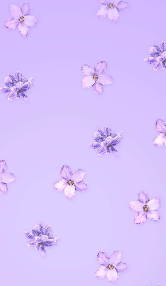 Sakura og Lavendel Pastel Lilla Æstetisk Baggrund Wallpapers