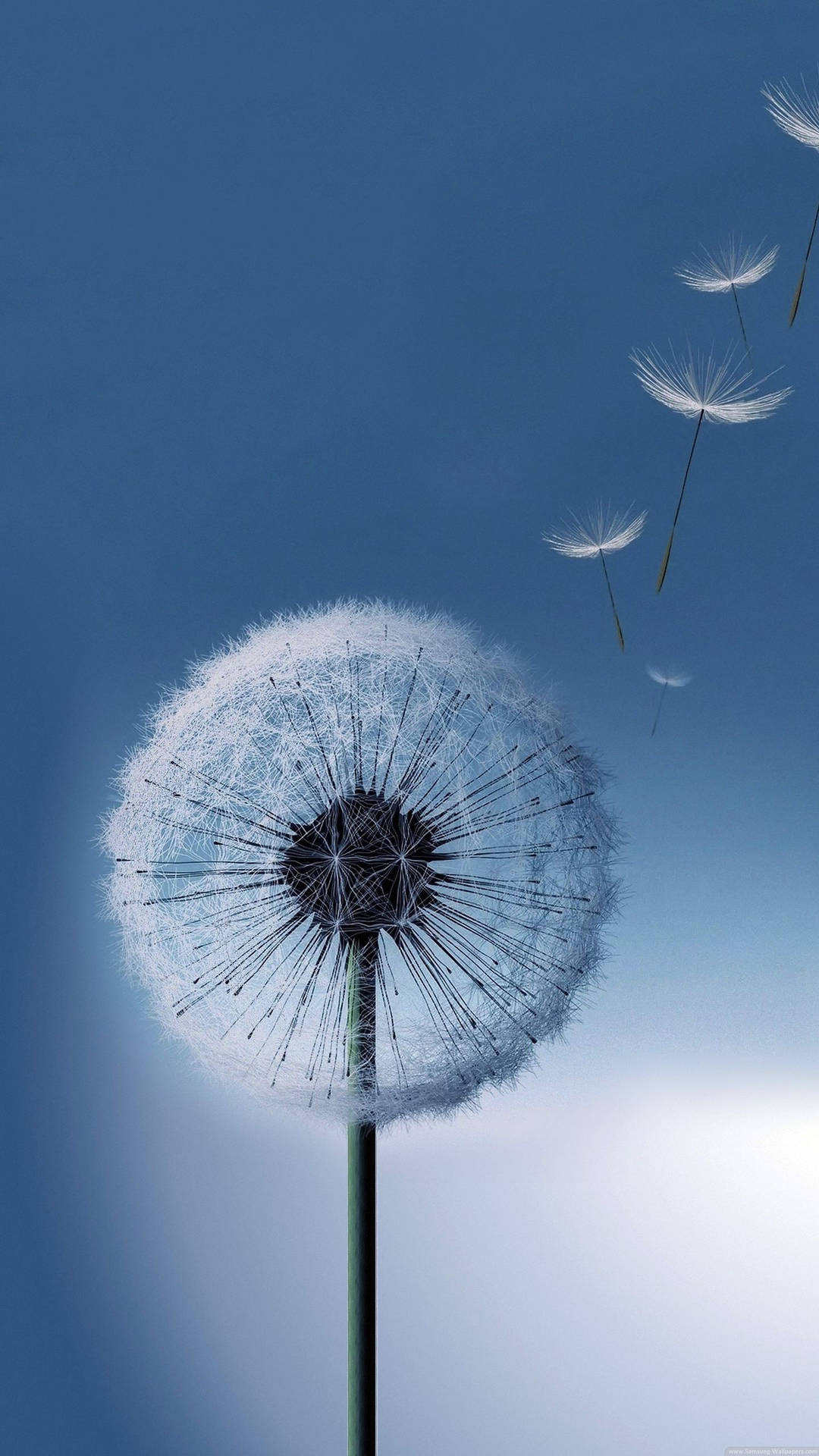 Samsung Full HD Billede Af Mælkebøtte På Blå Baggrund — Blomster Wallpapers
