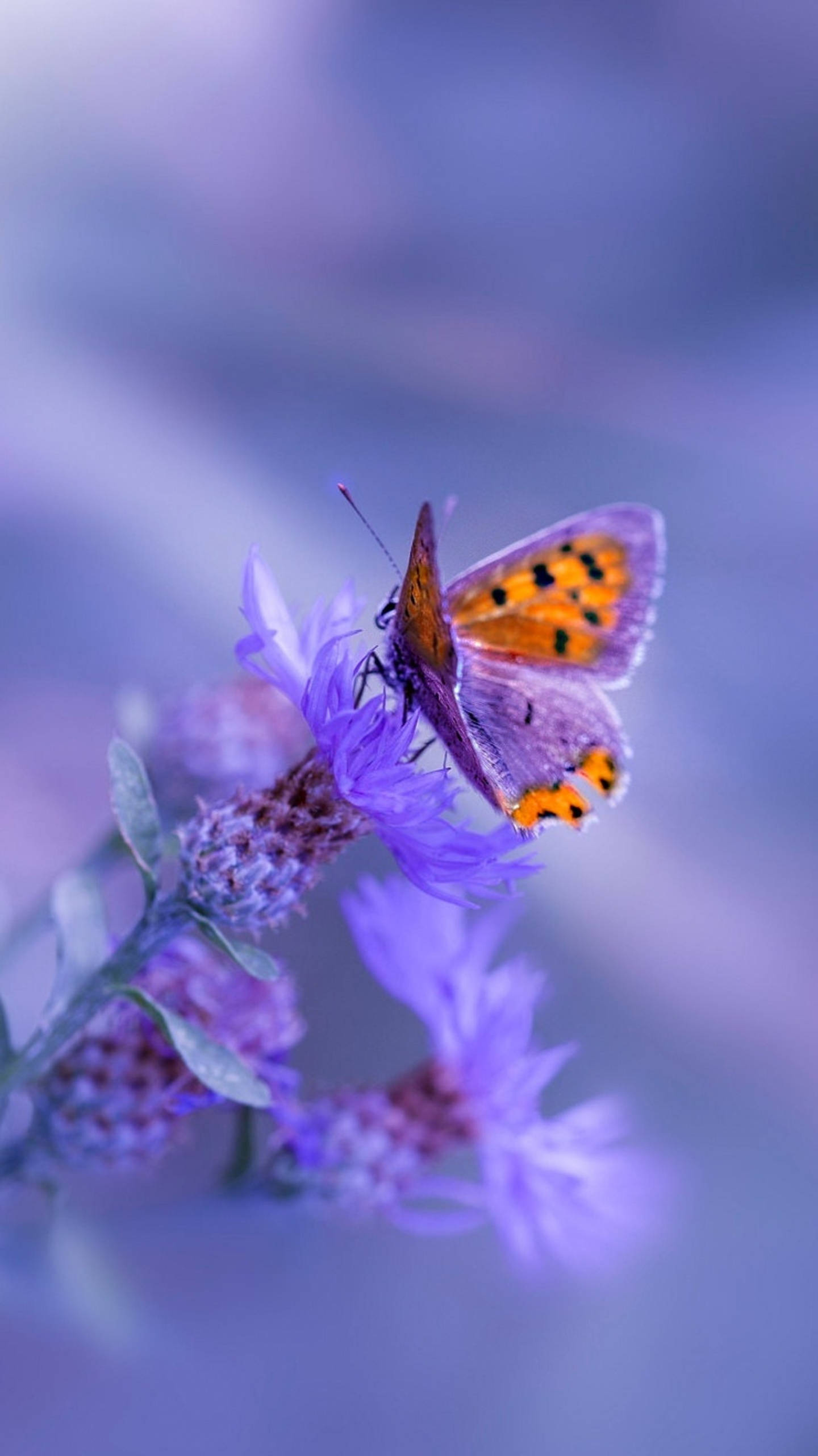 Samsung Galaxy 4K Lilla Sommerfugl Wallpapers