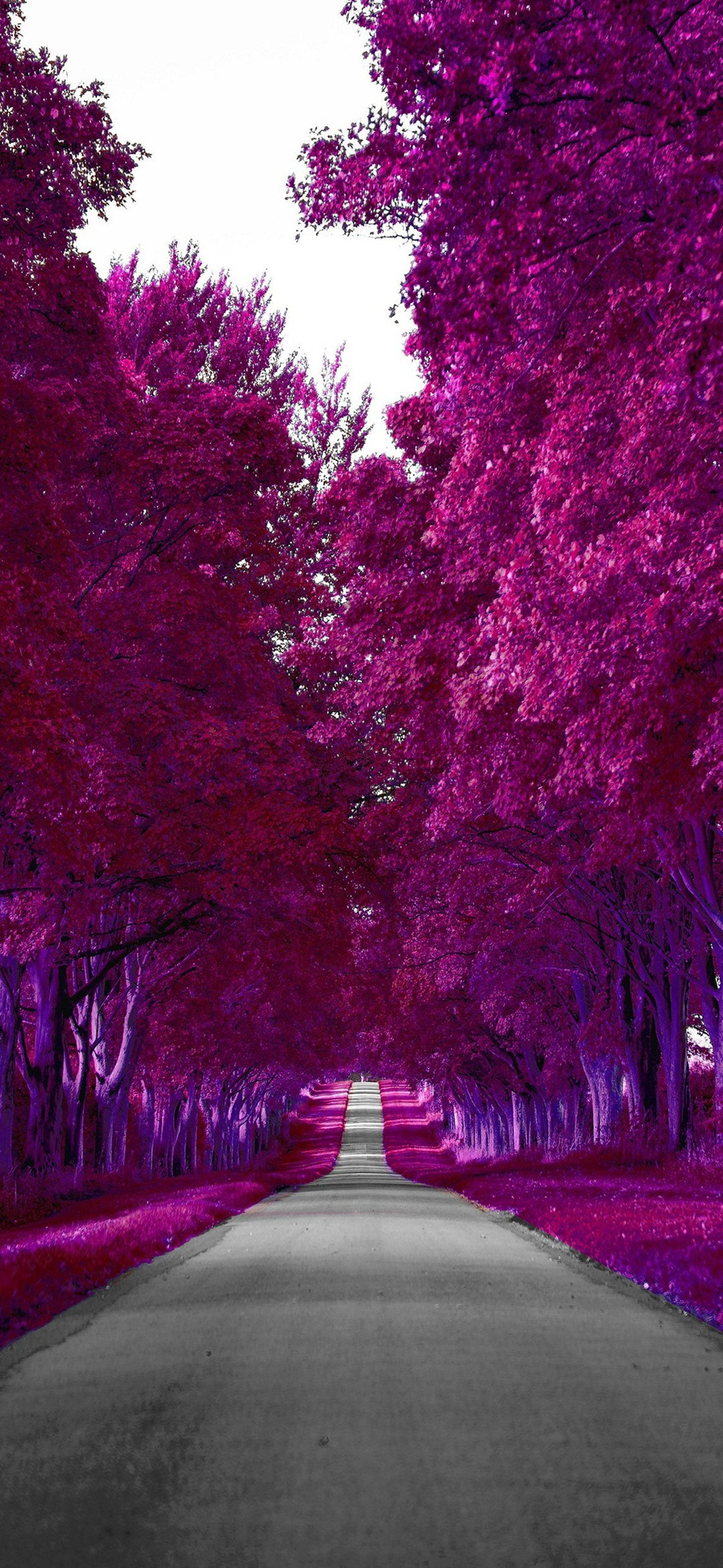 Samsung Galaxy S22 Lilla Efterår Wallpapers