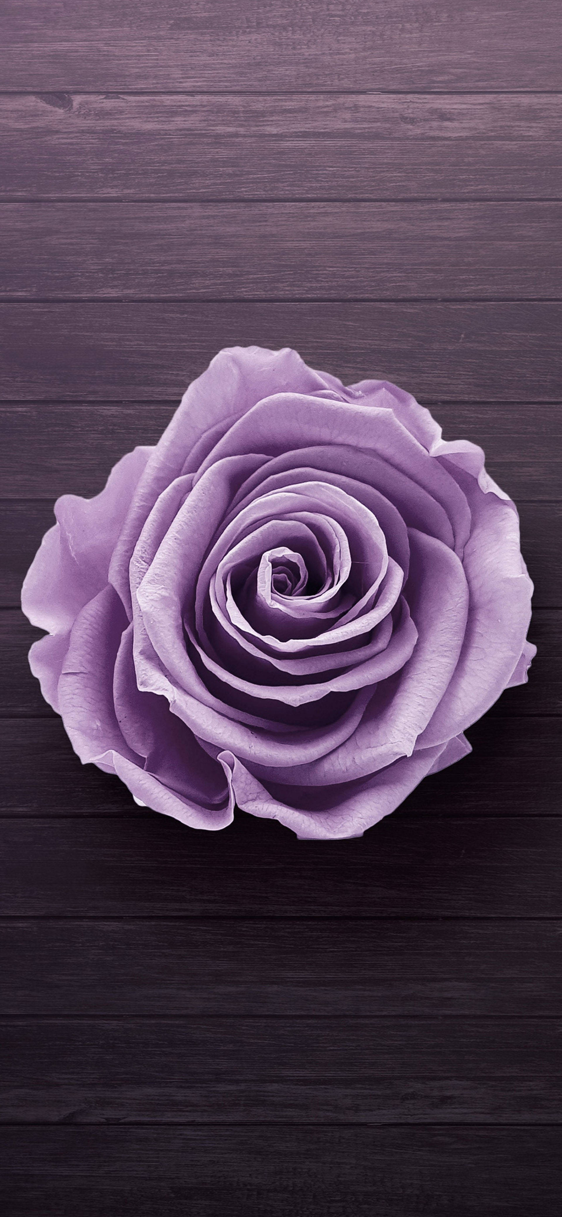 Samsung Galaxy S22 Lilla Rose Wallpapers
