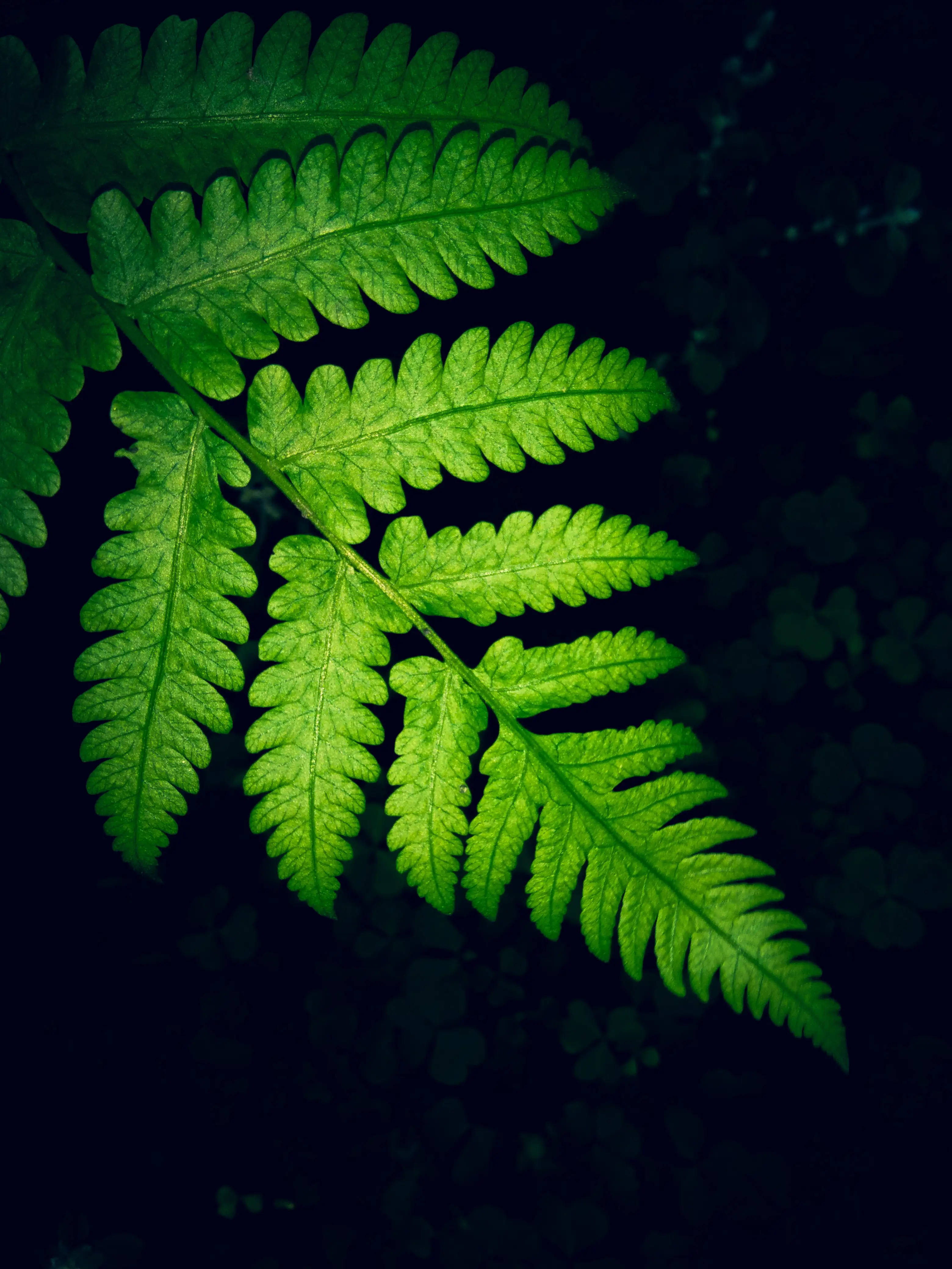 Samsung M21 Baggrund med Bregne Wallpapers