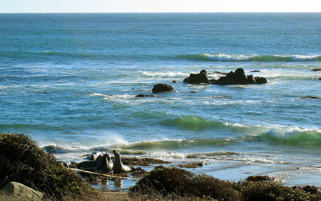 San Simeon Dyreliv Wallpapers