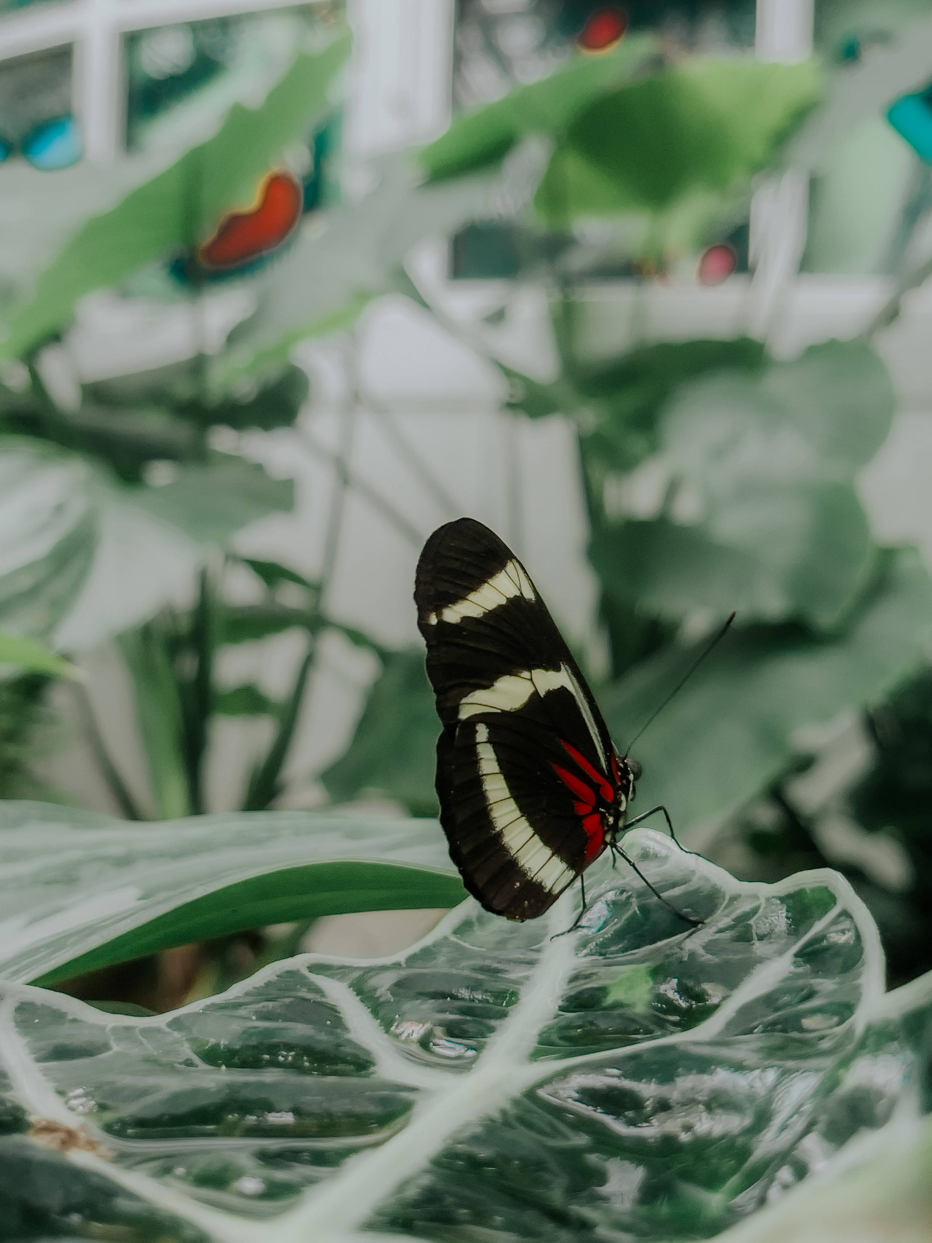 Sara Longwing æstetisk sommerfugl Wallpapers