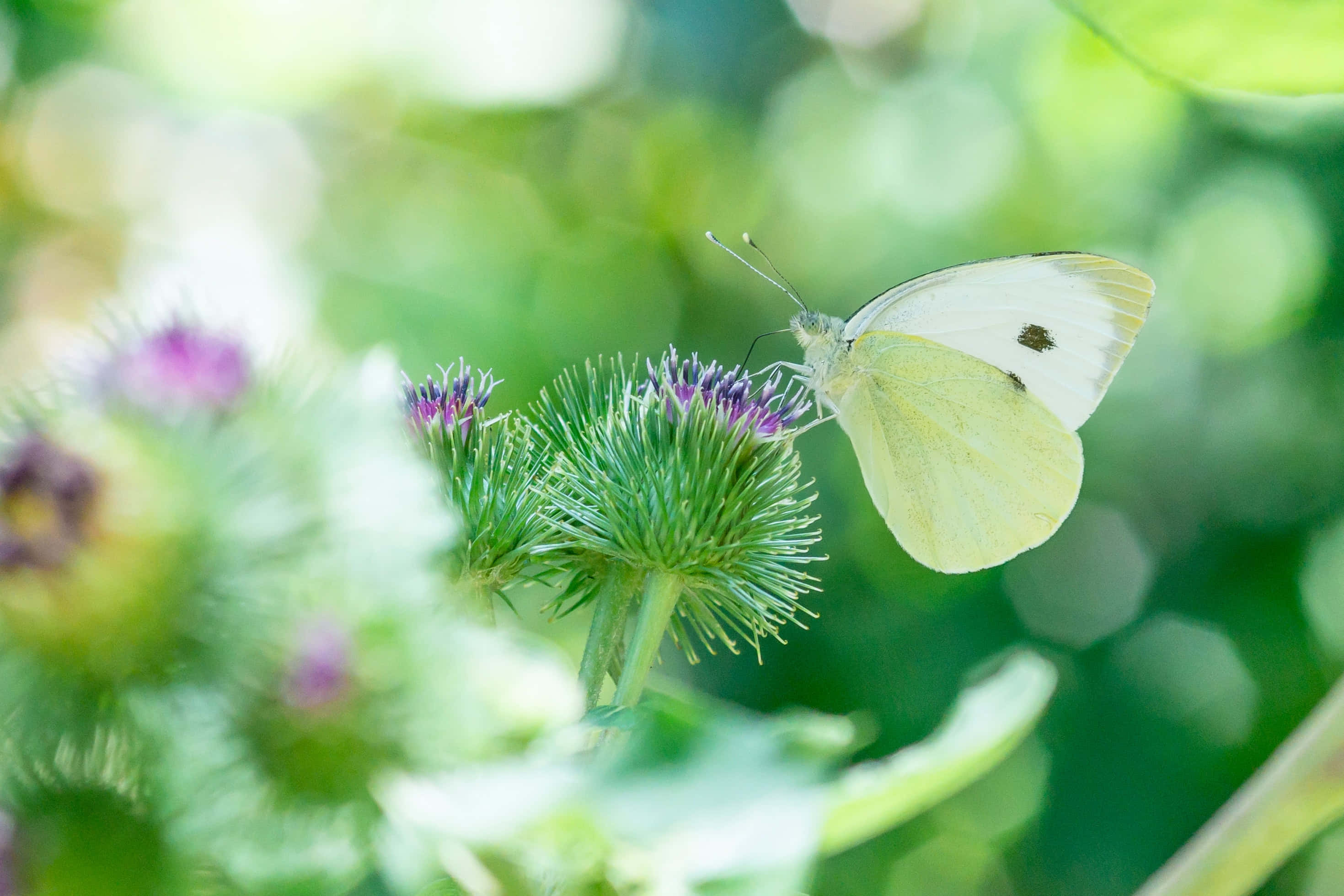 Sart elegance hos en sommerfugl Wallpapers