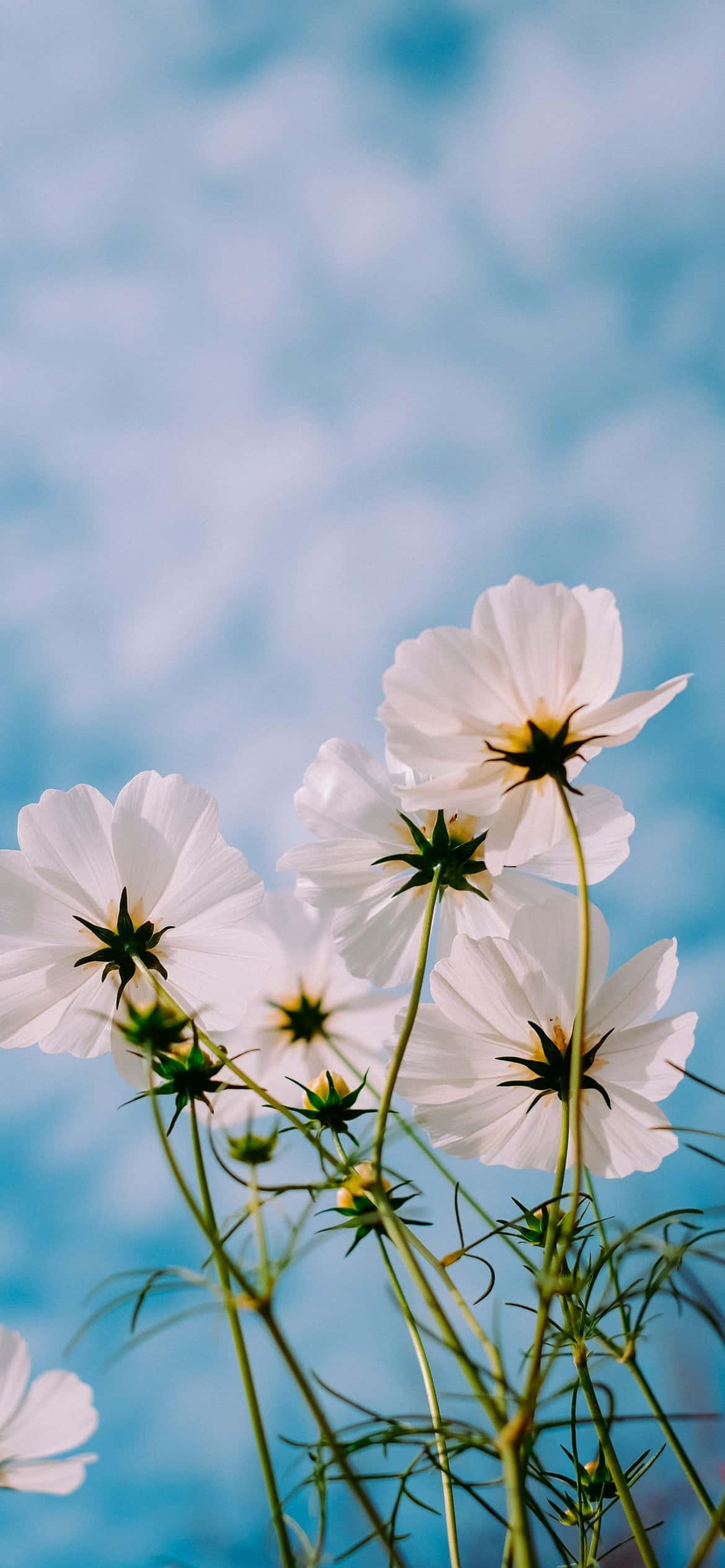"Sart skønhed – et nærbillede af en rødmende iPhone-blomst" Wallpapers