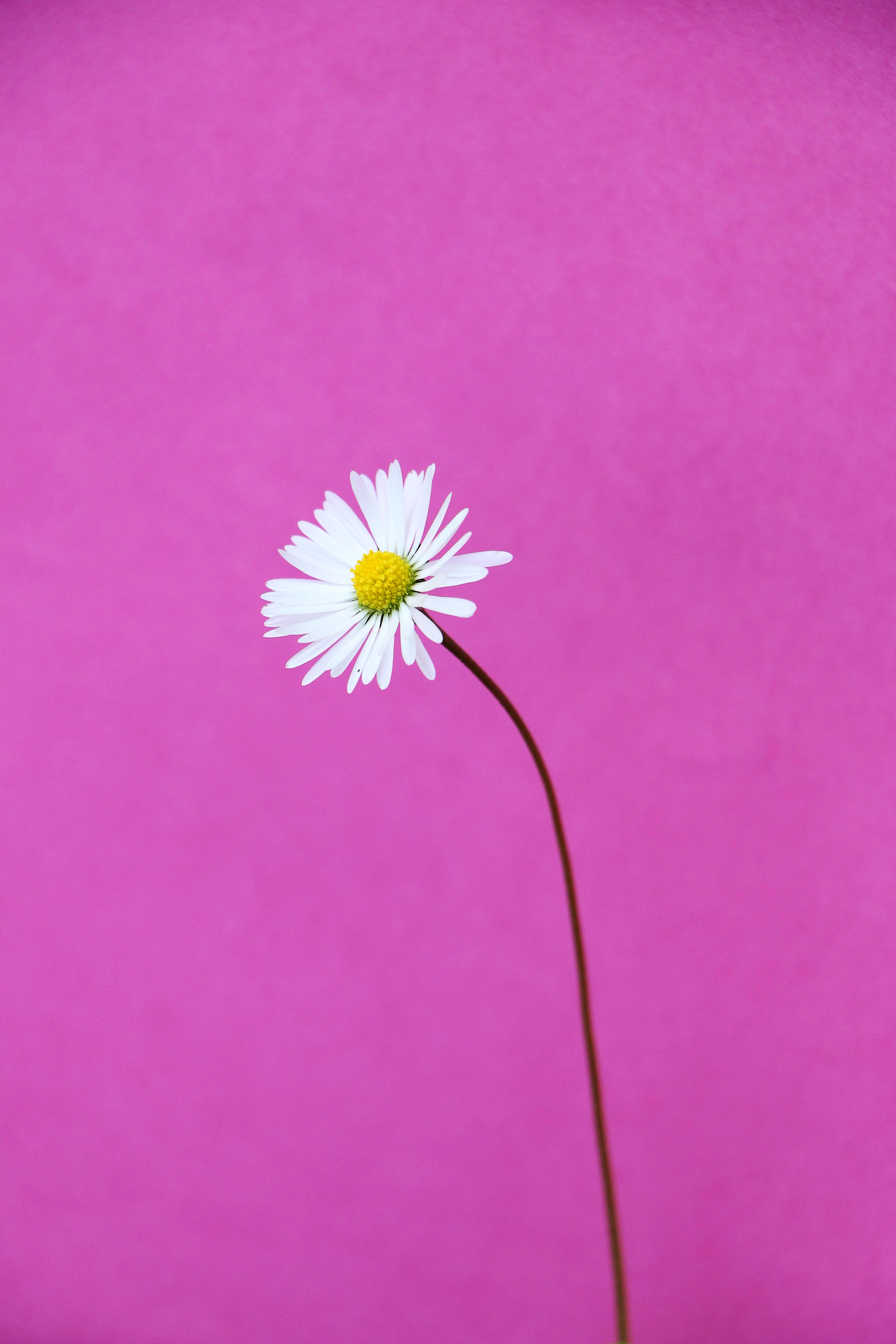 Sart tusindfrydfelt under den azurblå himmel Wallpapers