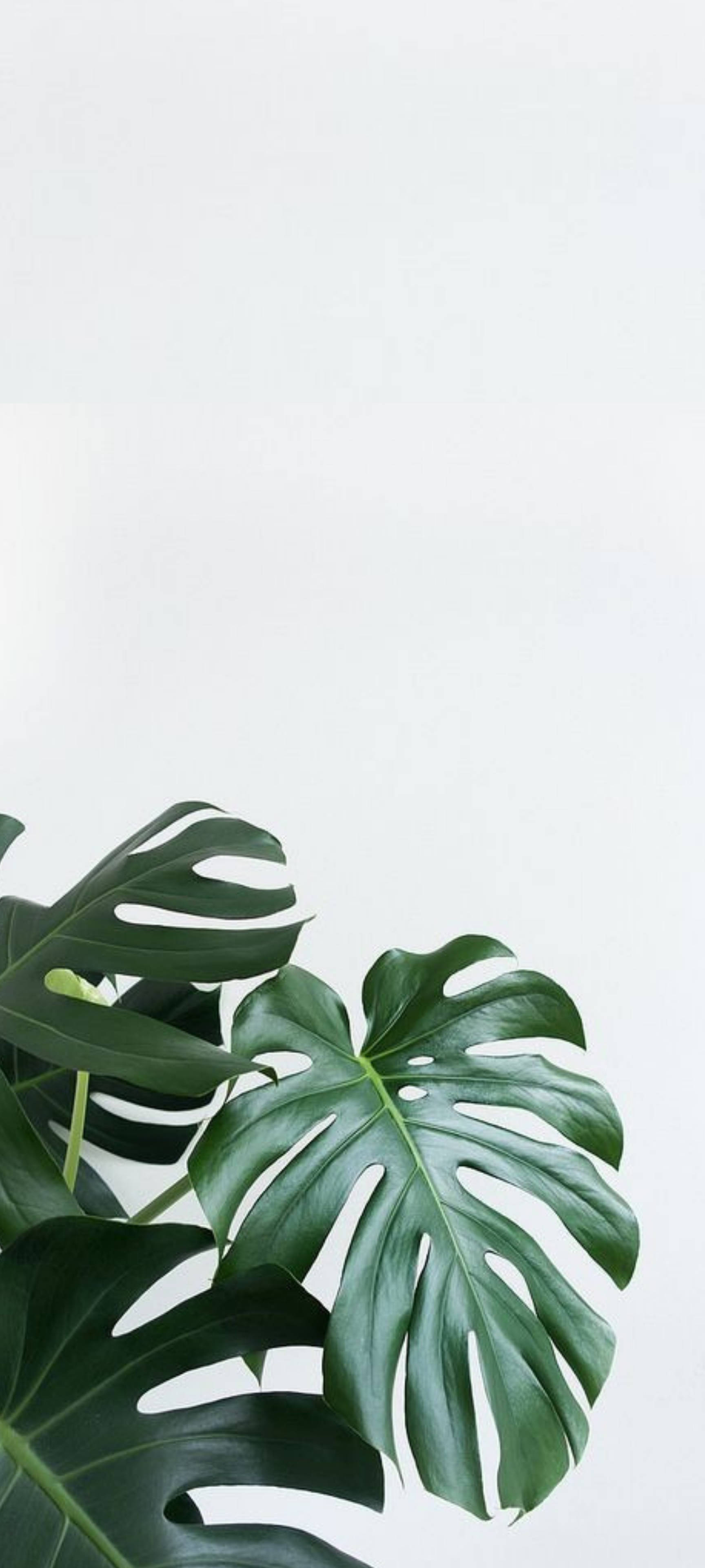 Schweizerostplante mod hvid væg Wallpapers