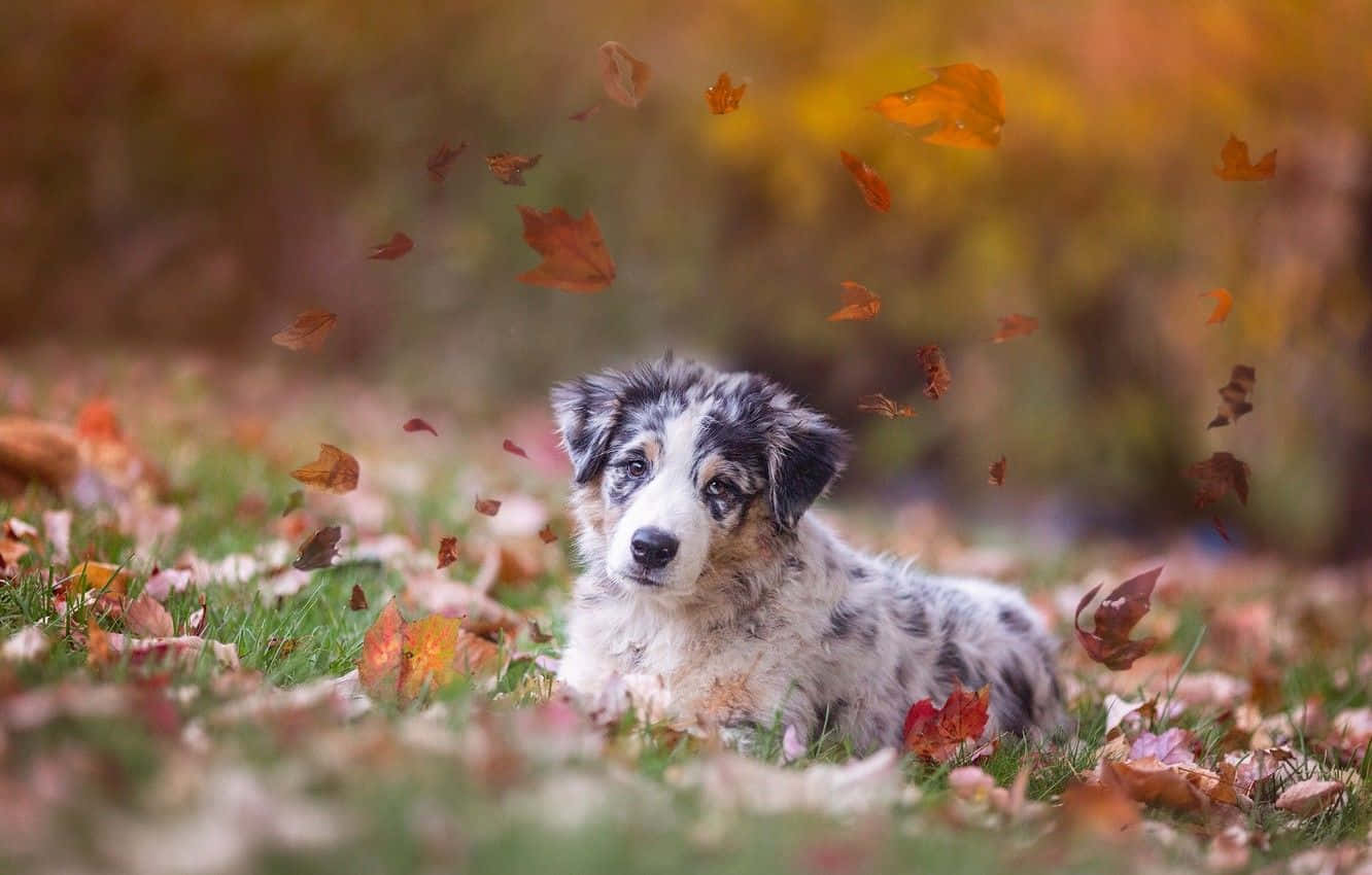 Sød australsk fårehund i efterårsbillede Wallpapers
