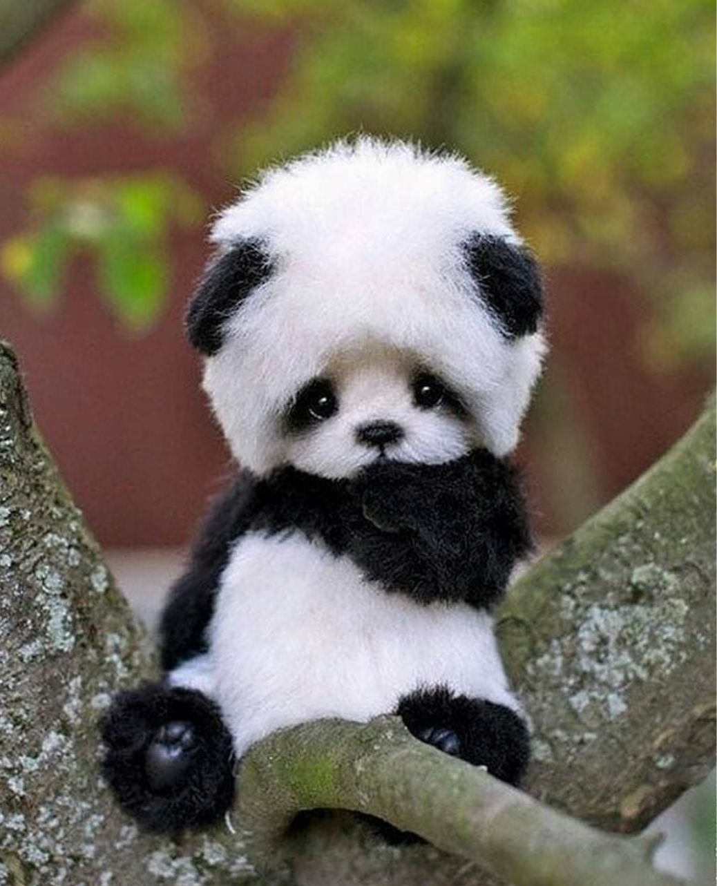 Sød babypanda hygger sig med en ballon Wallpapers