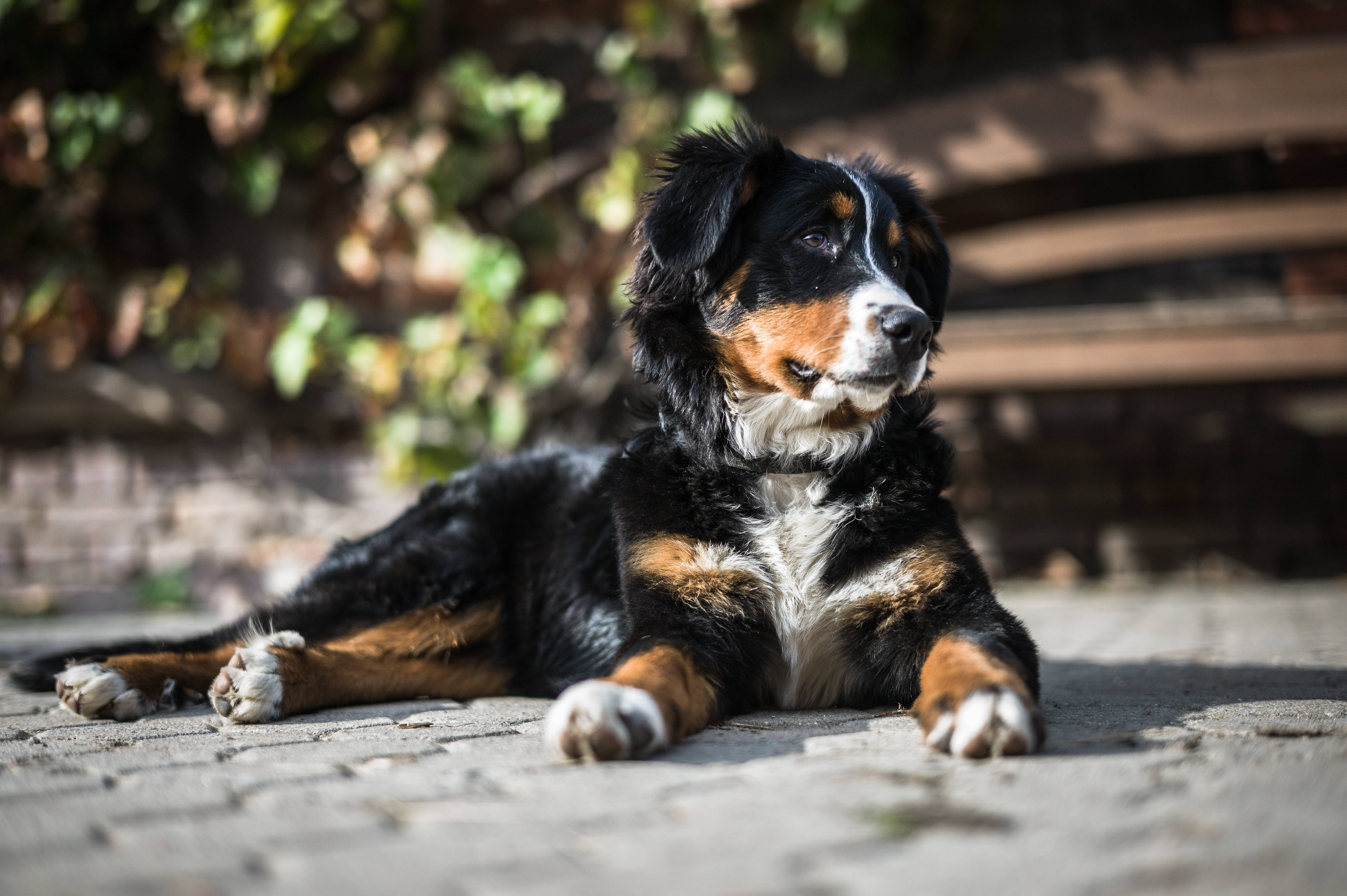 Sød Berner Sennen Hund Under Solen Wallpapers