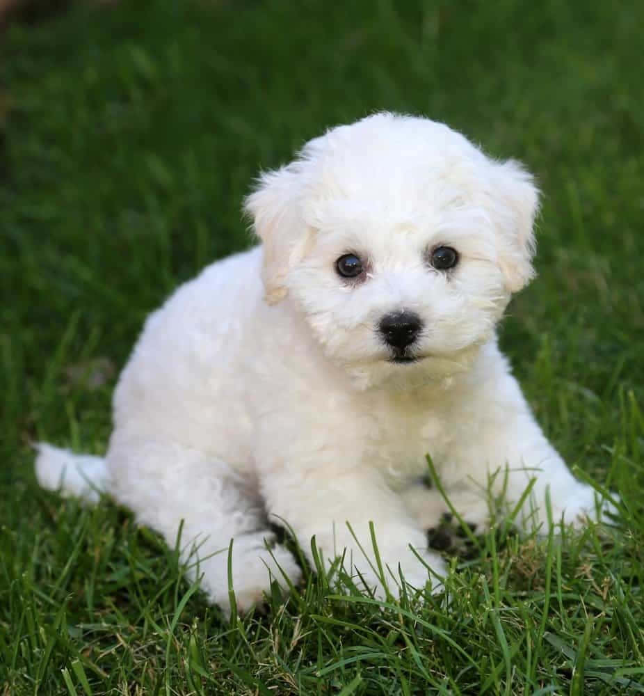 Sød Bichon Frisé, der nyder en lur Wallpapers