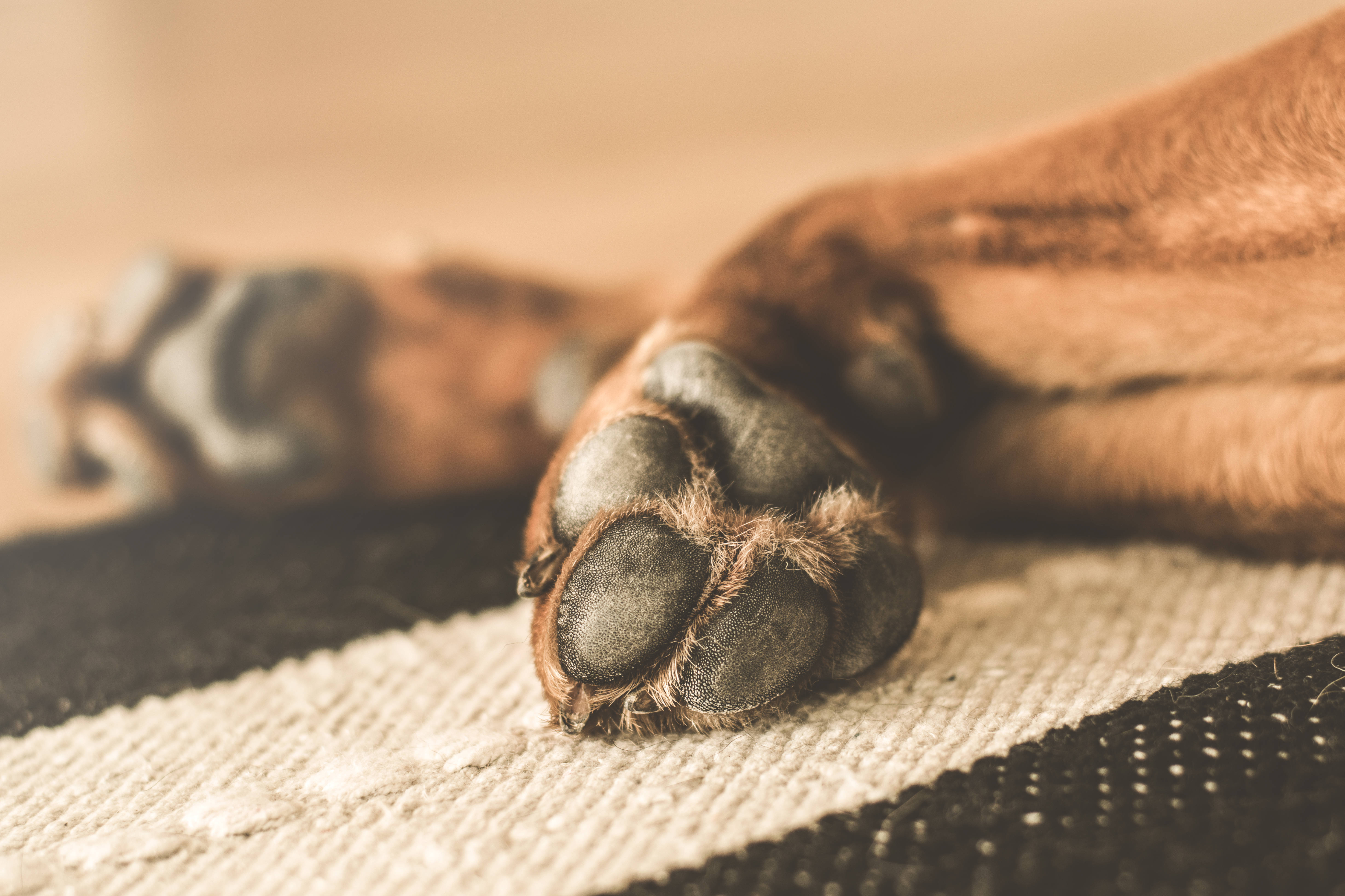 Sød brun hund ligger på ryggen og nyder sin dag Wallpapers