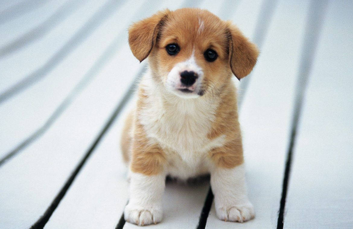Sød Corgi-hund nysgerrig Wallpapers