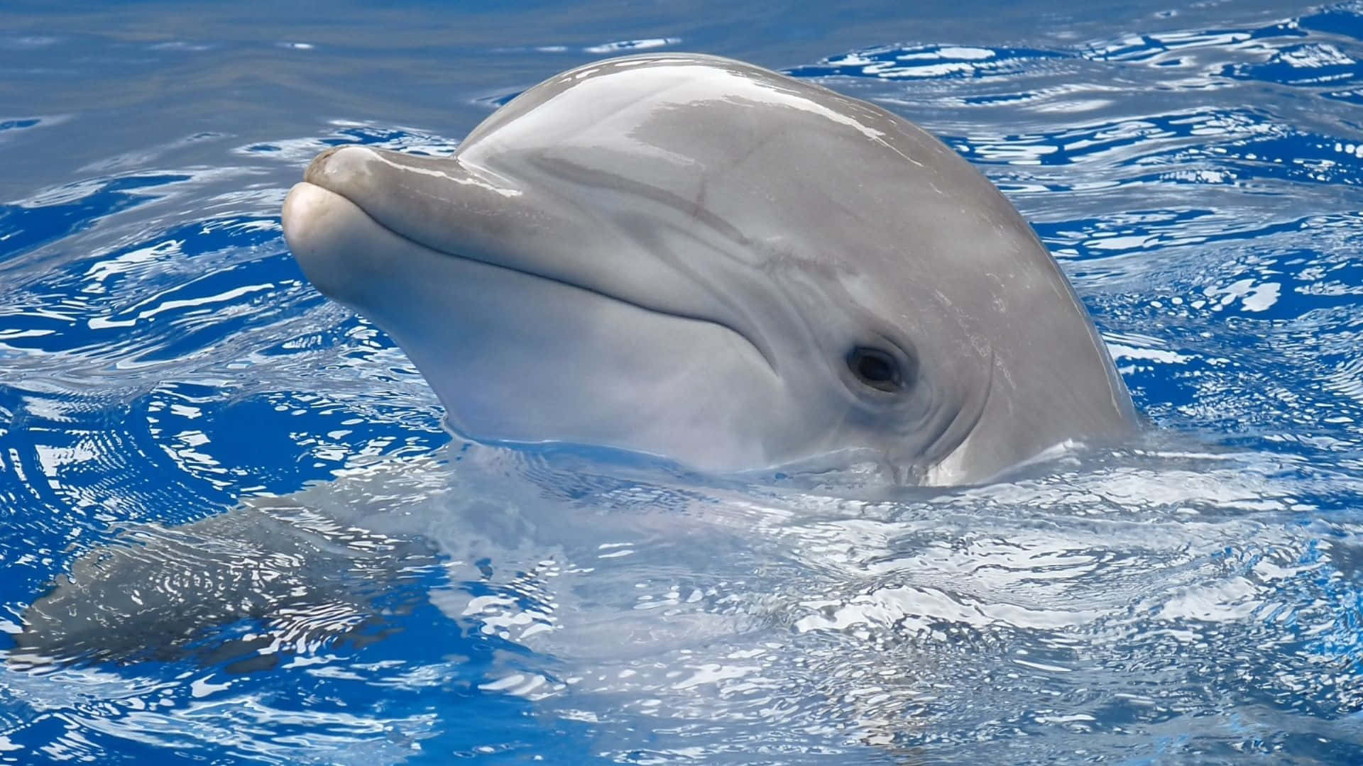 Sød Delfin Overflade Billede Wallpapers