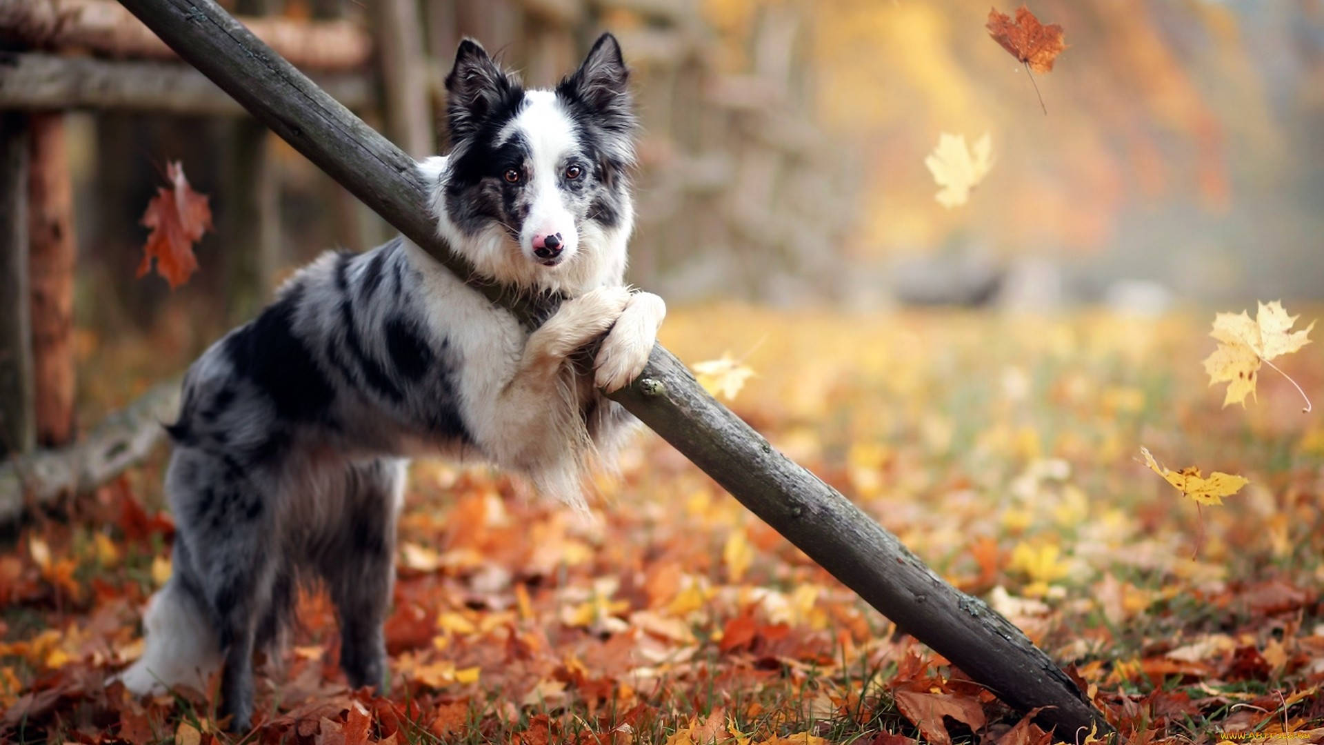 Sød efterårs hund Wallpapers