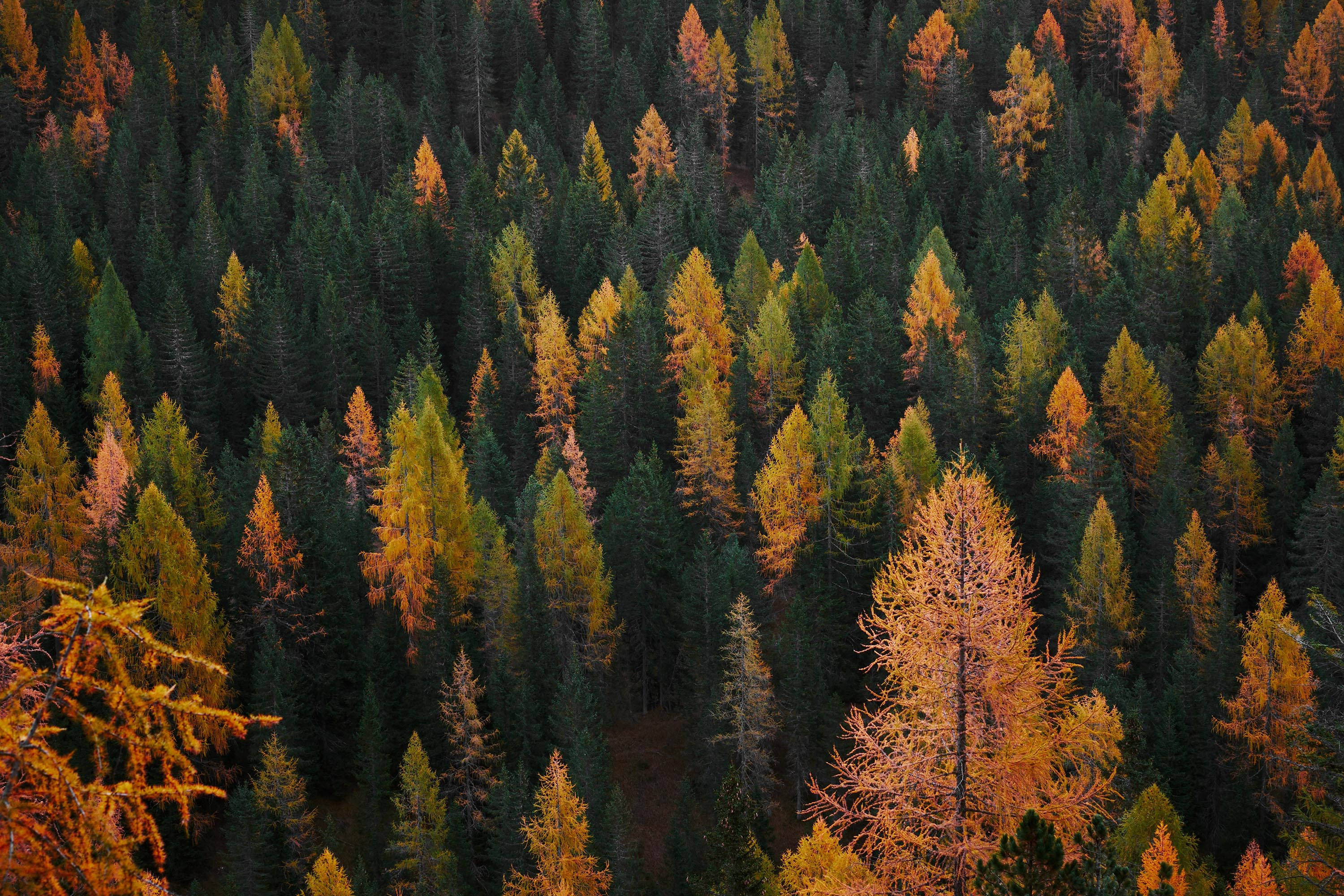 Sød efterårsæstetik i fyrreskov Wallpapers