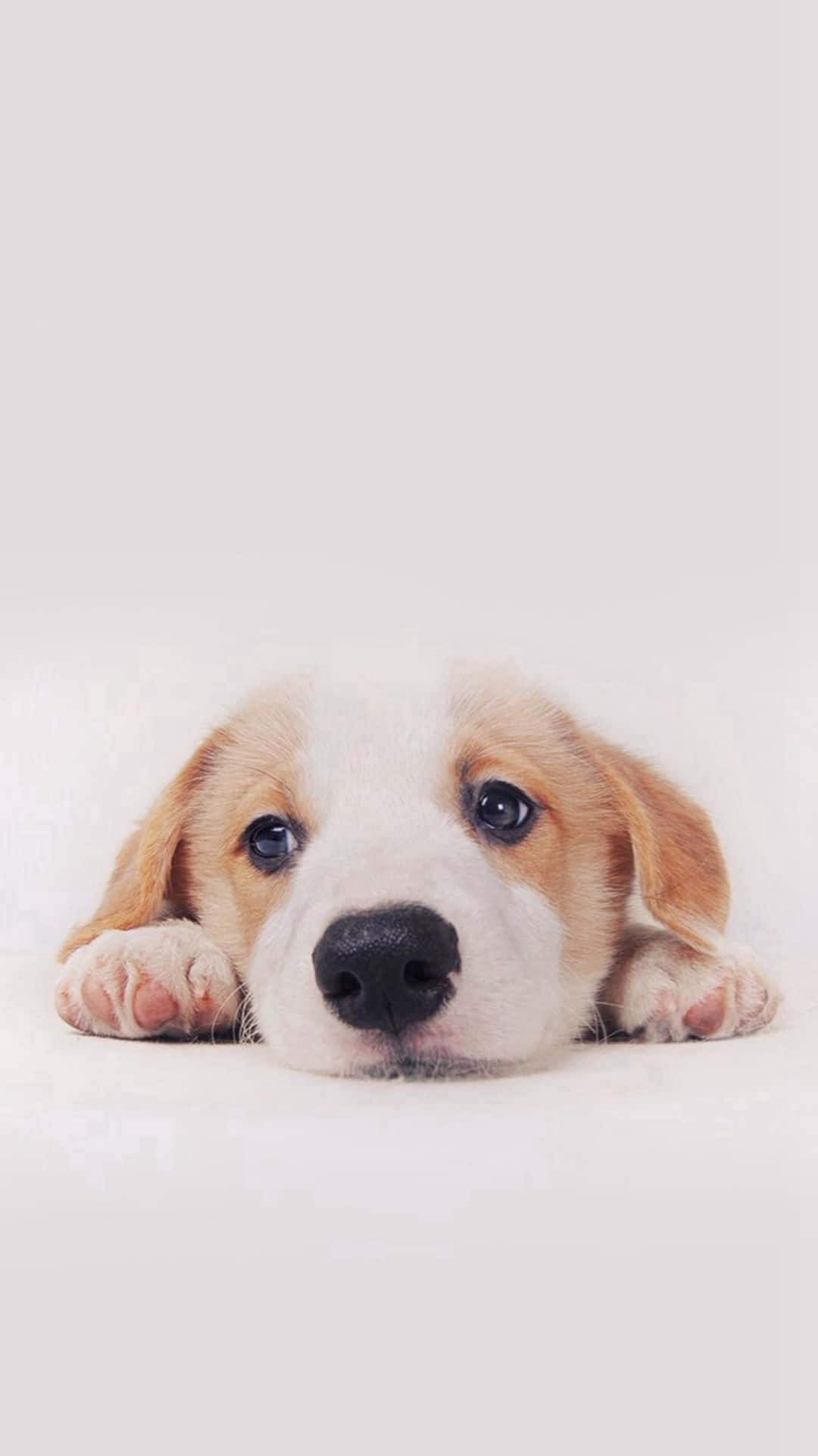Sød fluffy hund poserer for kameraet Wallpapers