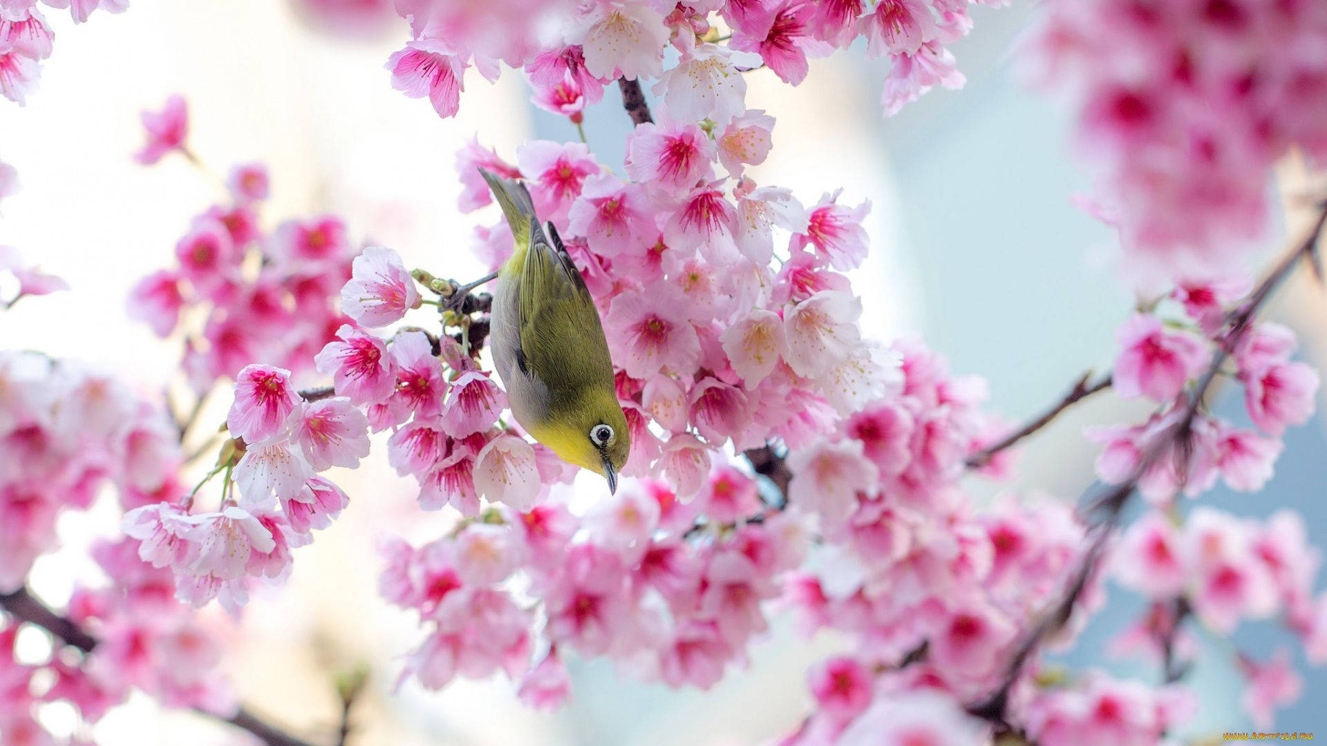 Sød forårsfugl i sakura Wallpapers