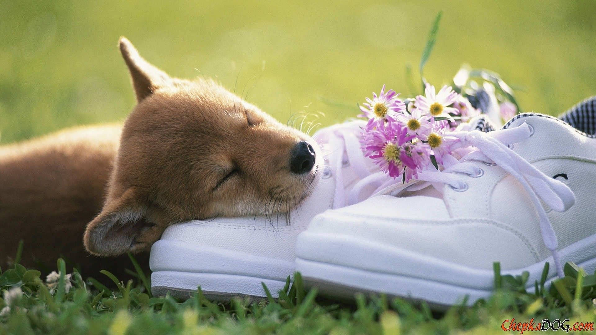 Sød forårshund på sko Wallpapers