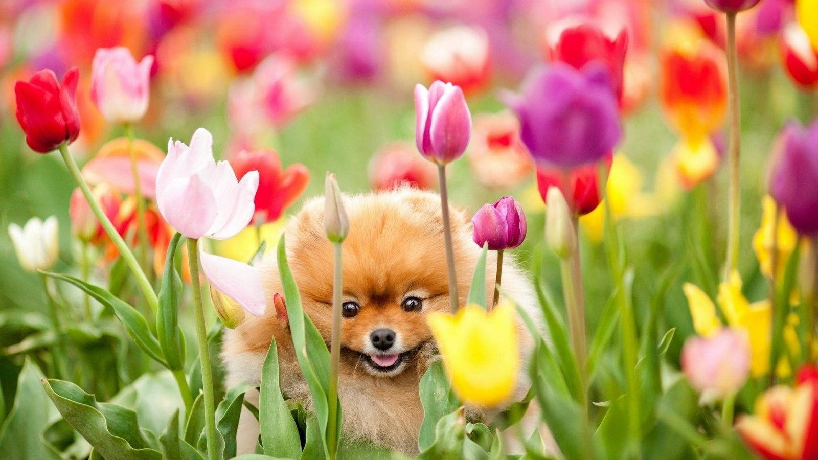Sød forårspomeranian hund Wallpapers
