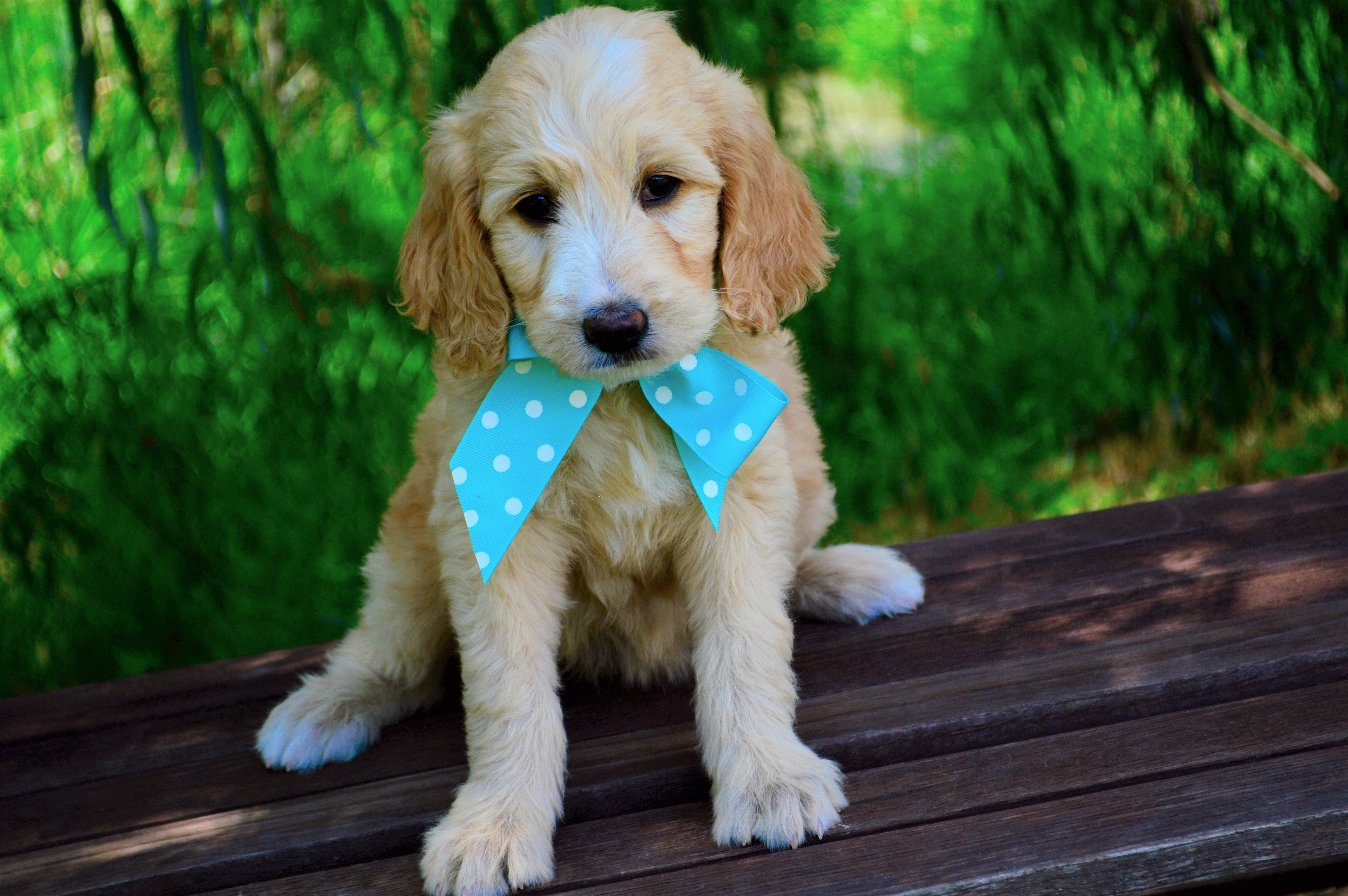 Sød Goldendoodle-hvalp med butterfly Wallpapers