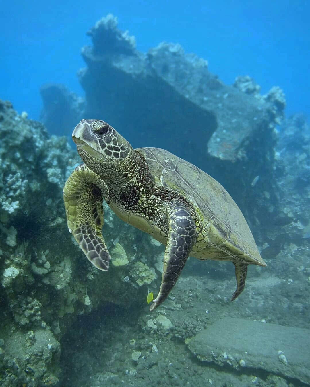 Sød grøn skildpadde i dybhavet Wallpapers
