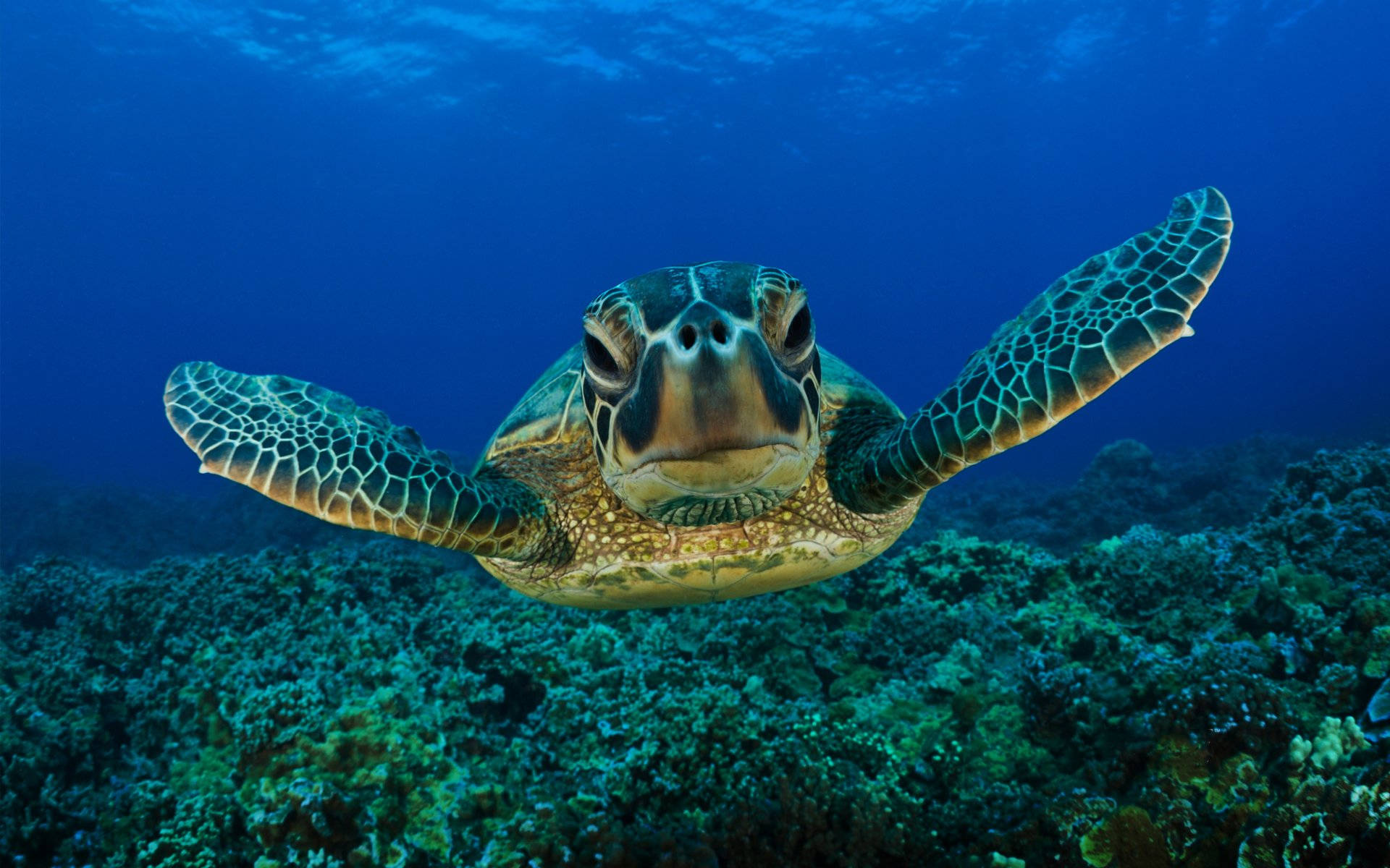 Sød grøn skildpadde med stort ansigt Wallpapers