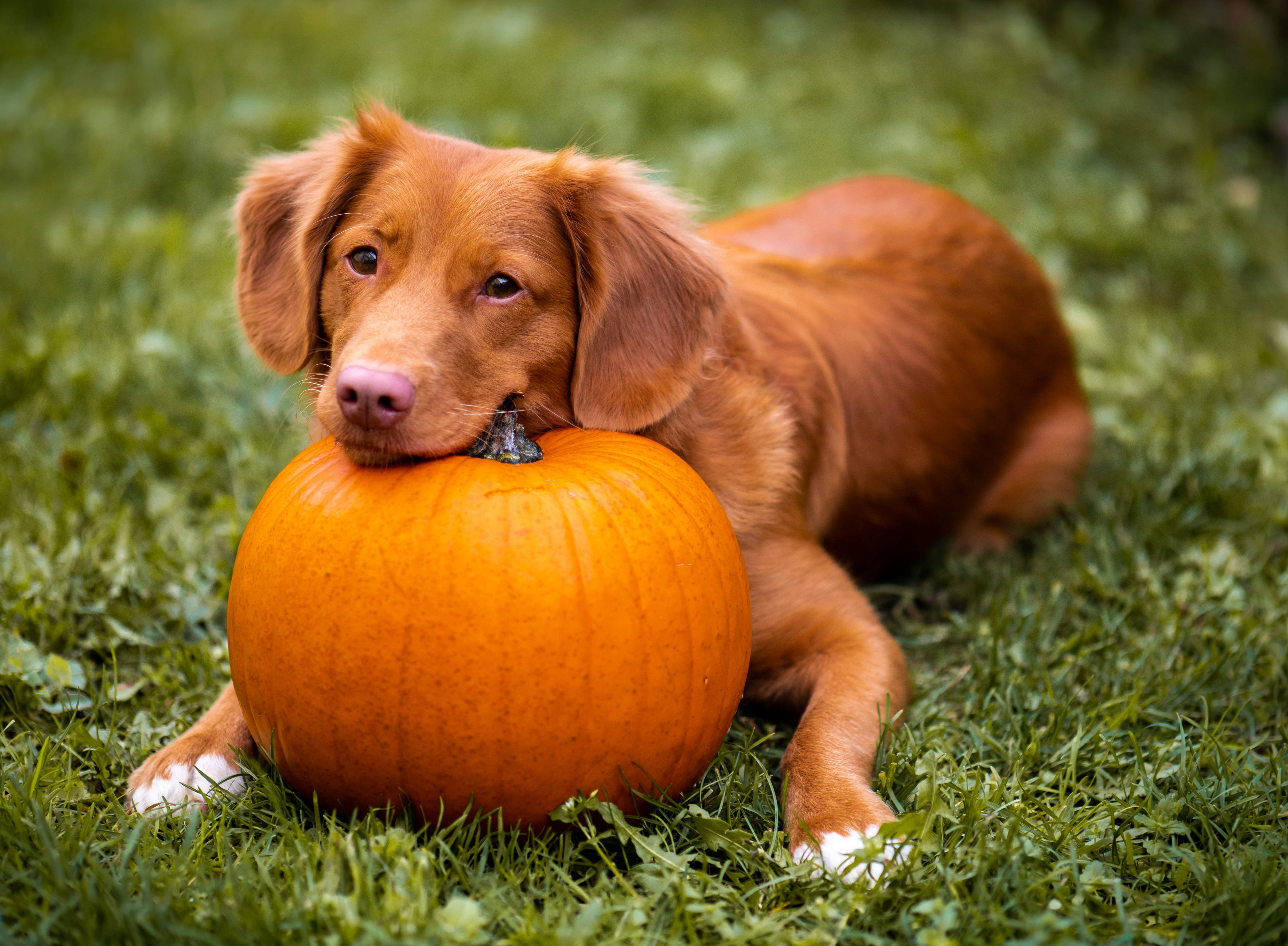 Sød Halloween Hund På Græsmark Wallpapers