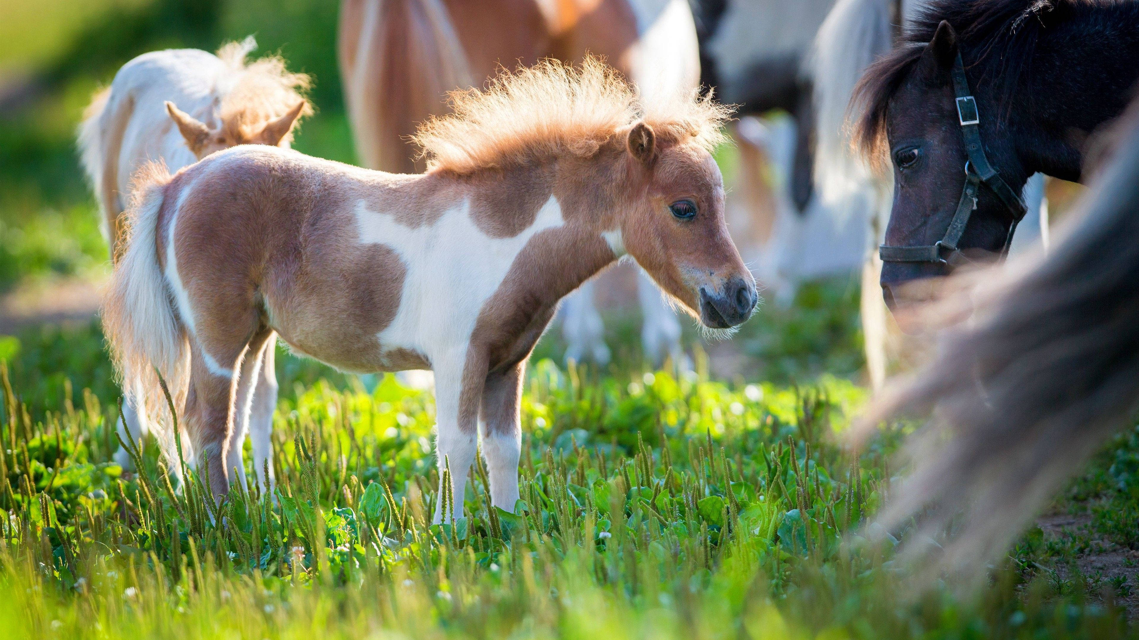 Sød hest med lille pony Wallpapers