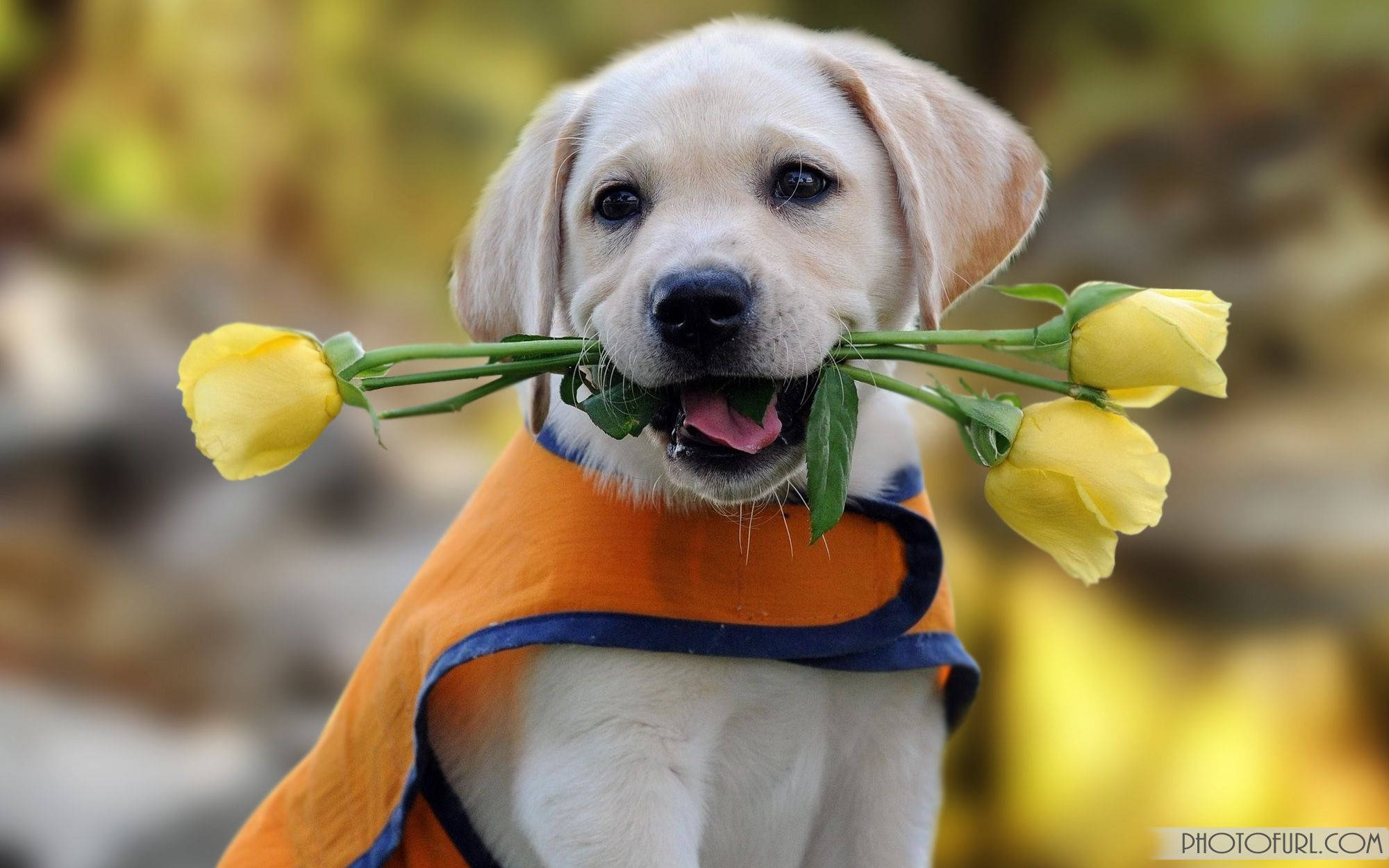 Sød hund, der bider tulipaner Wallpapers