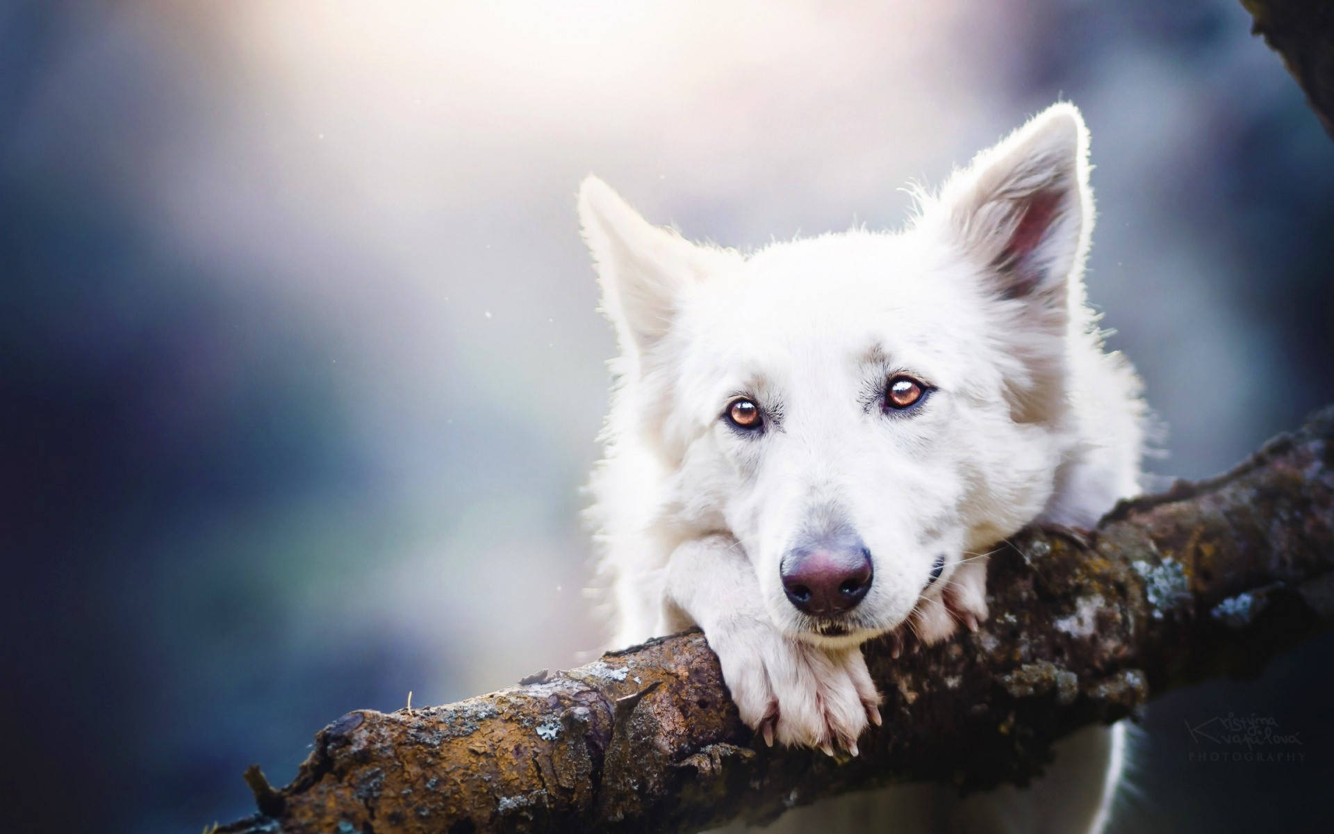 Sød hund, der klamrer sig til en gren Wallpapers