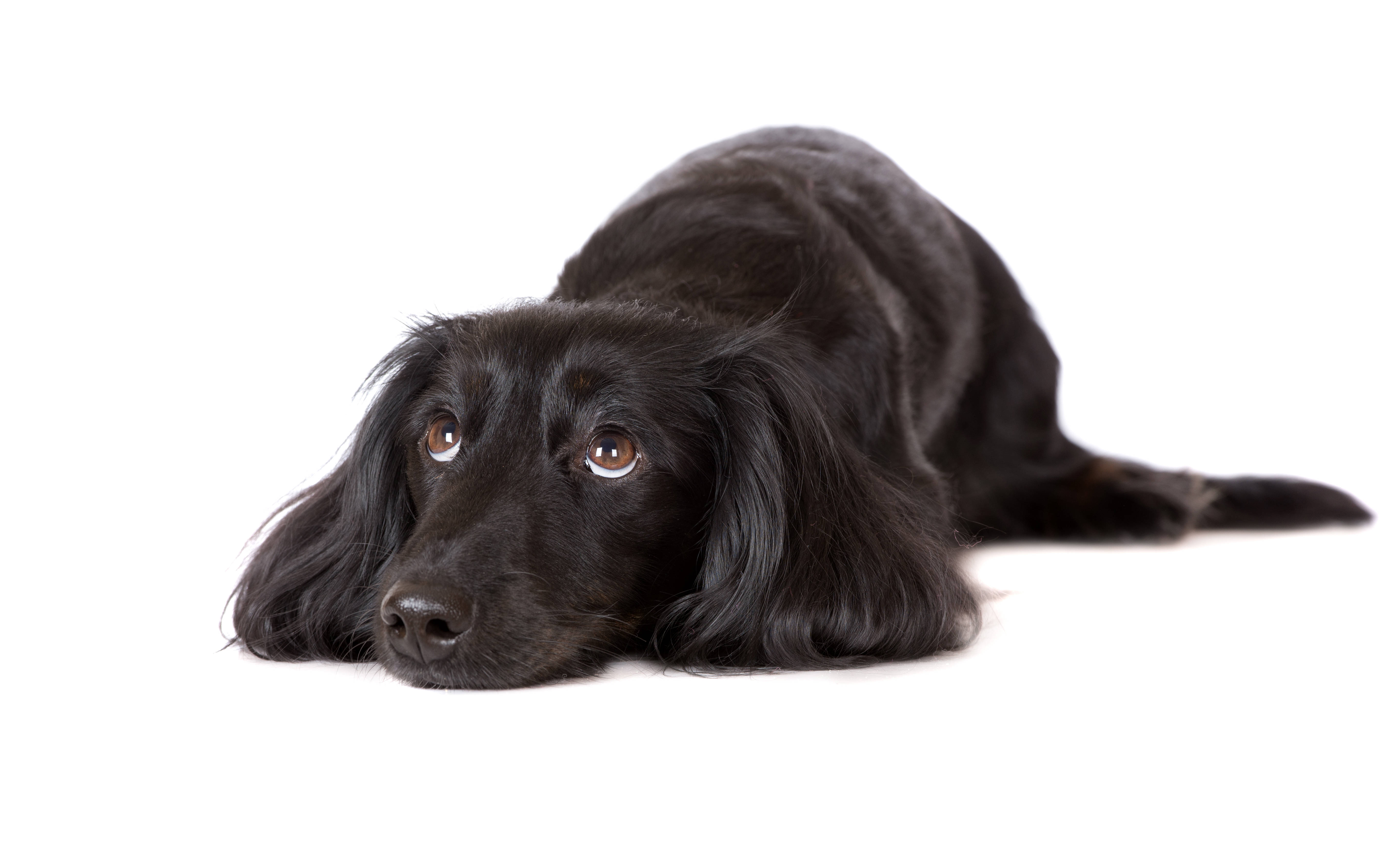 Sød hund flat-coated retriever Wallpapers